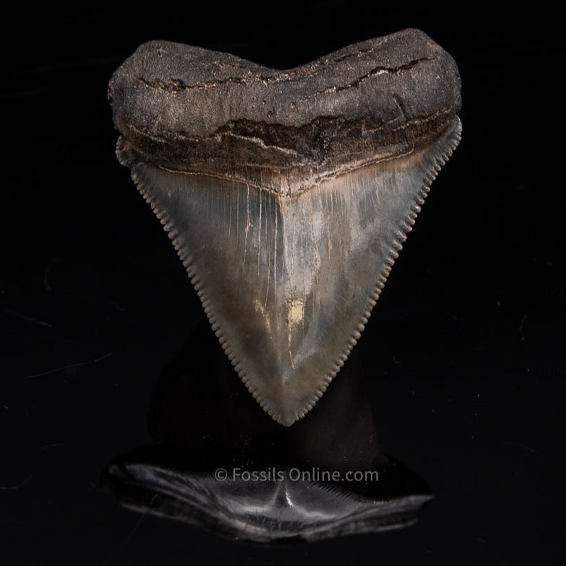 SC Chubutensis Shark Tooth