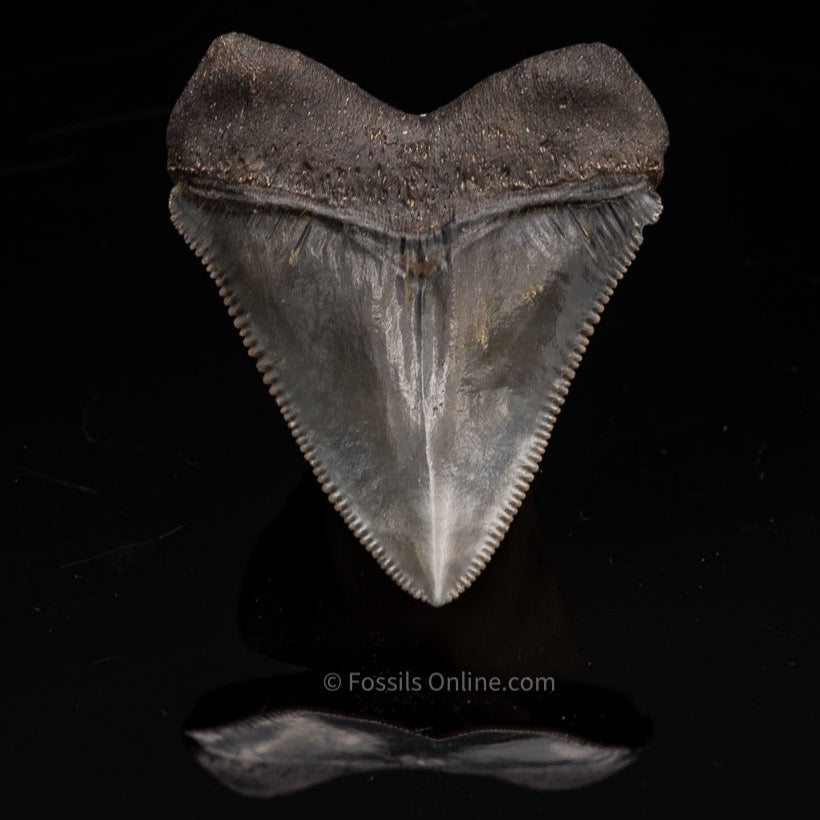 SC Chubutensis Shark Tooth