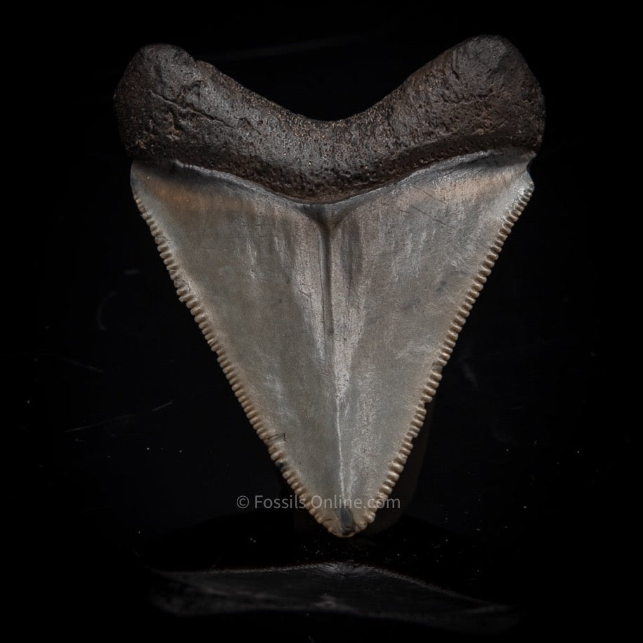 Venice  Megalodon shark Tooth