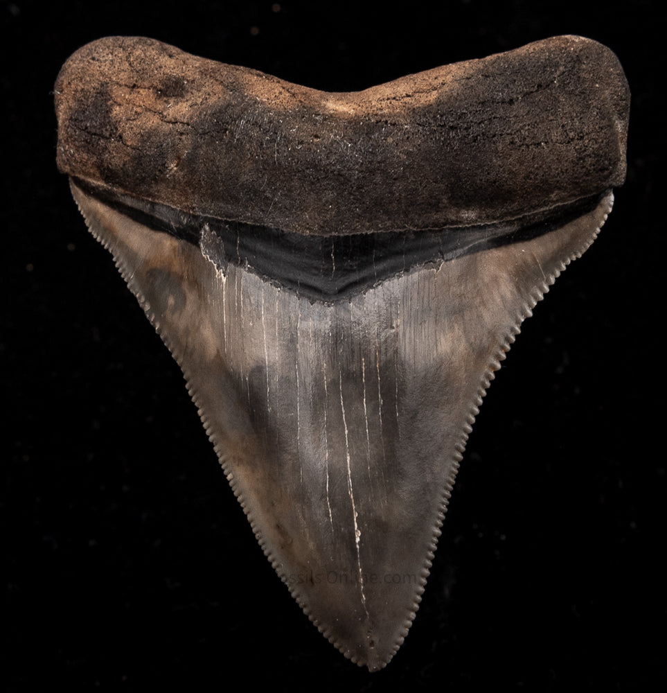 FINE Chubutensis Shark Tooth