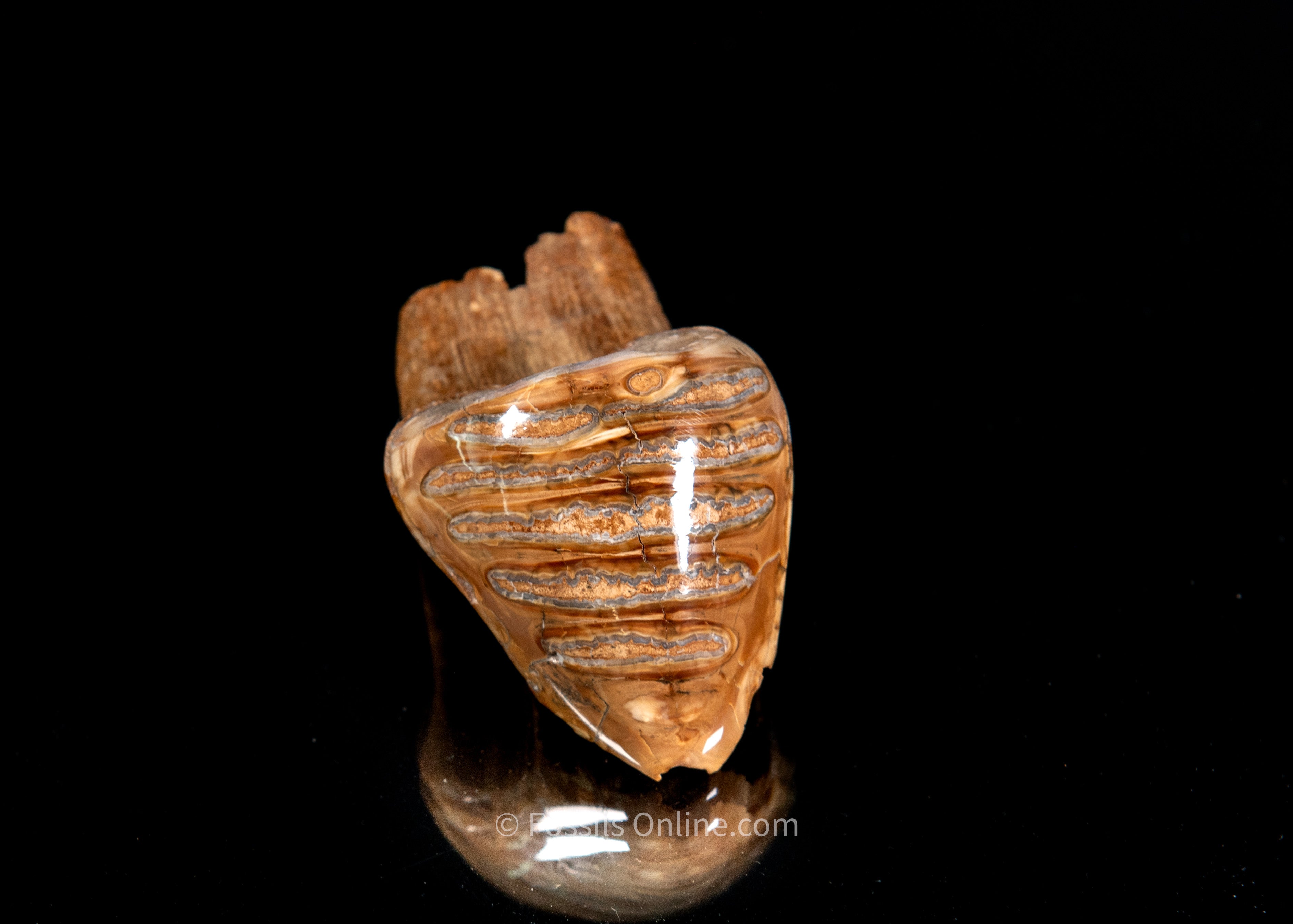 Unique Polished Baby Woolly Mammoth Tooth