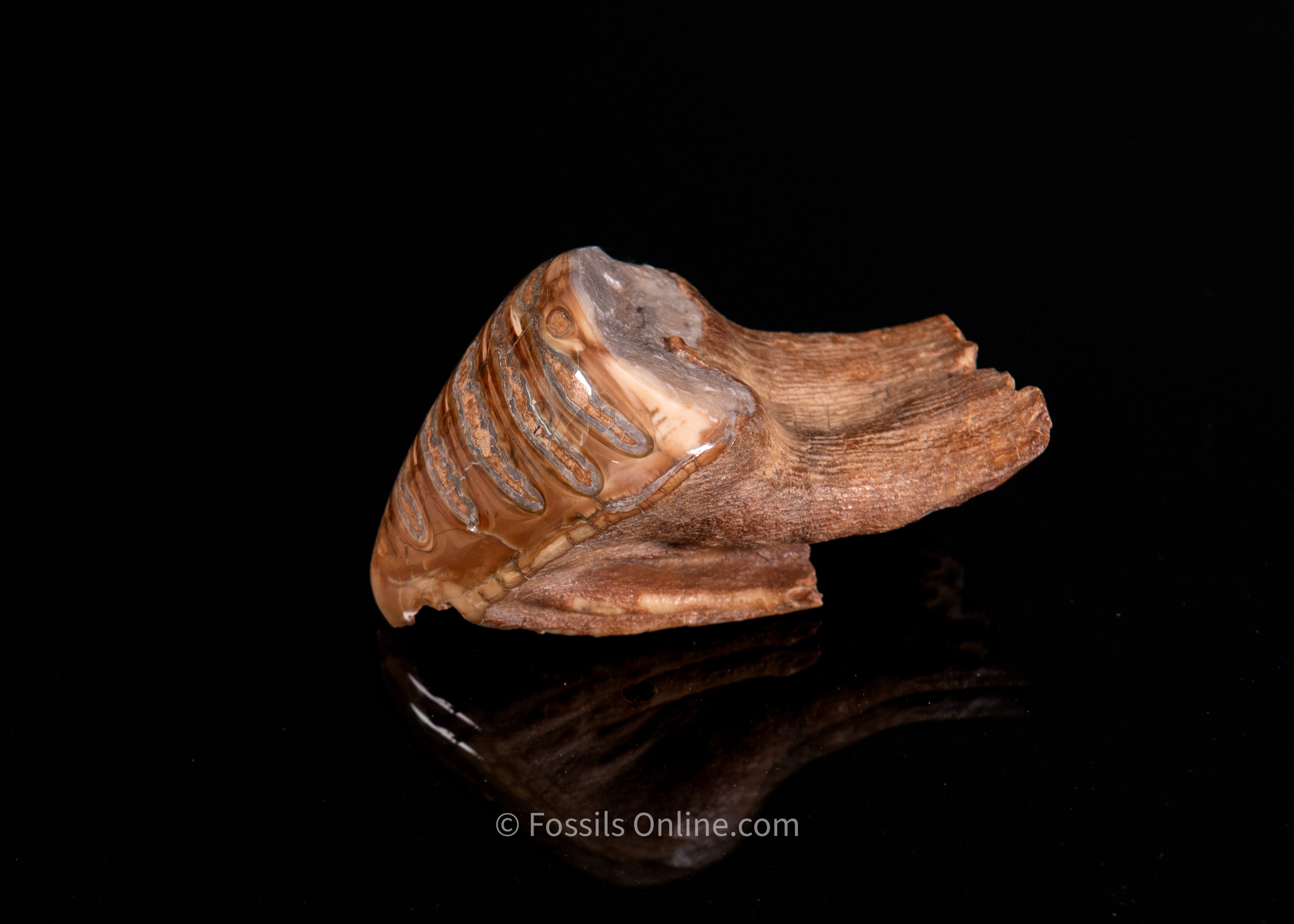 Unique Polished Baby Woolly Mammoth Tooth