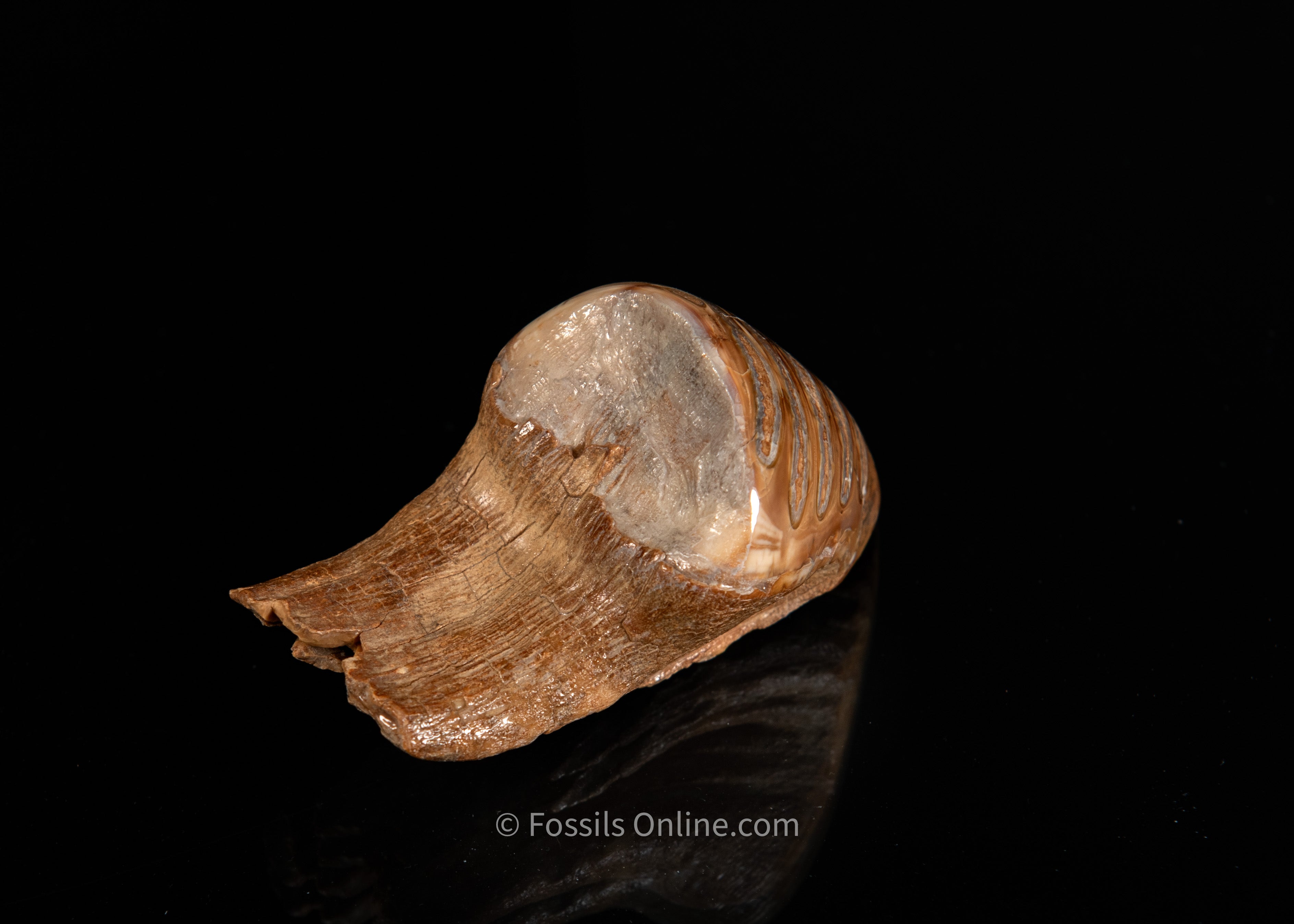 Unique Polished Baby Woolly Mammoth Tooth