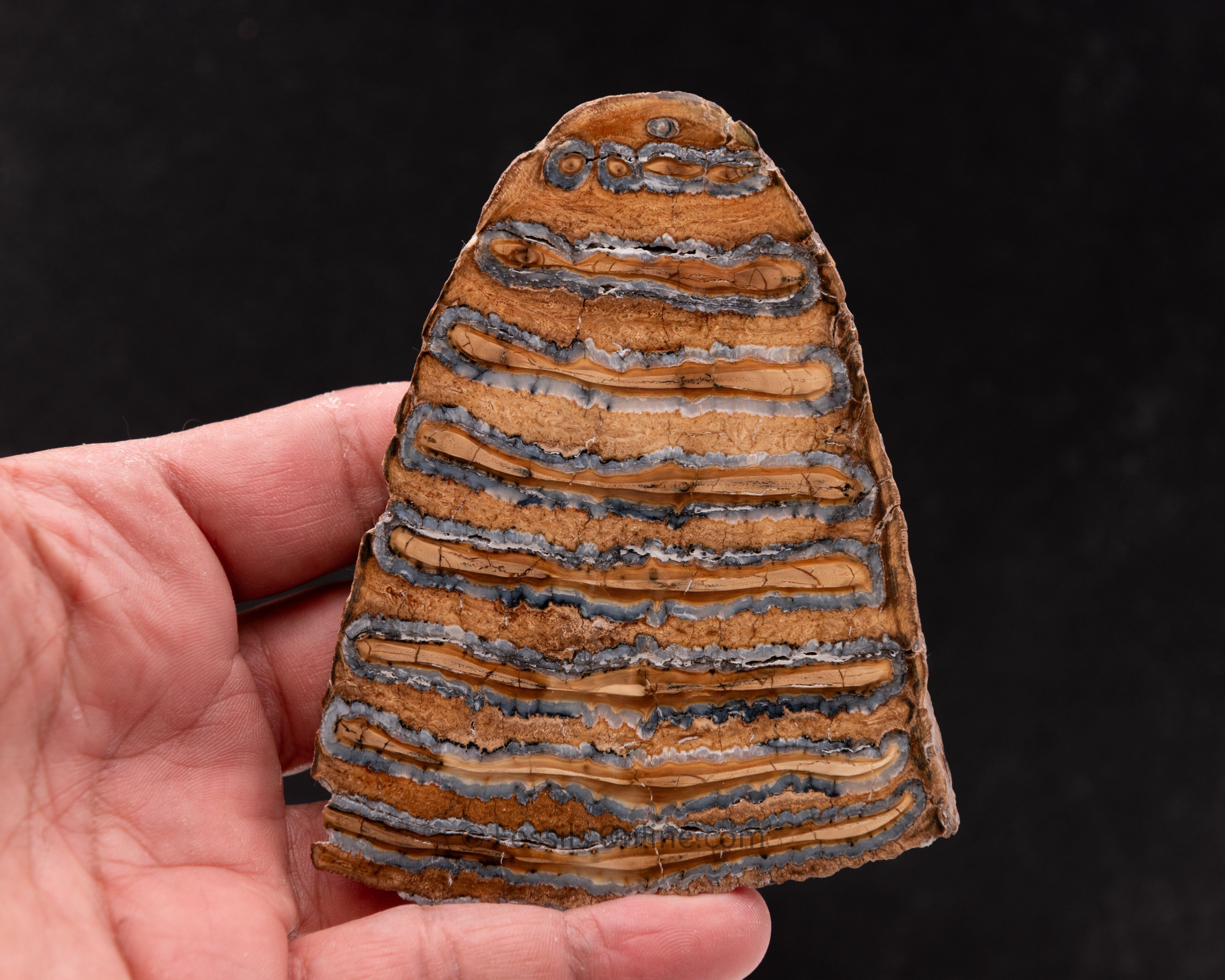 Polished Mammoth Tooth slice