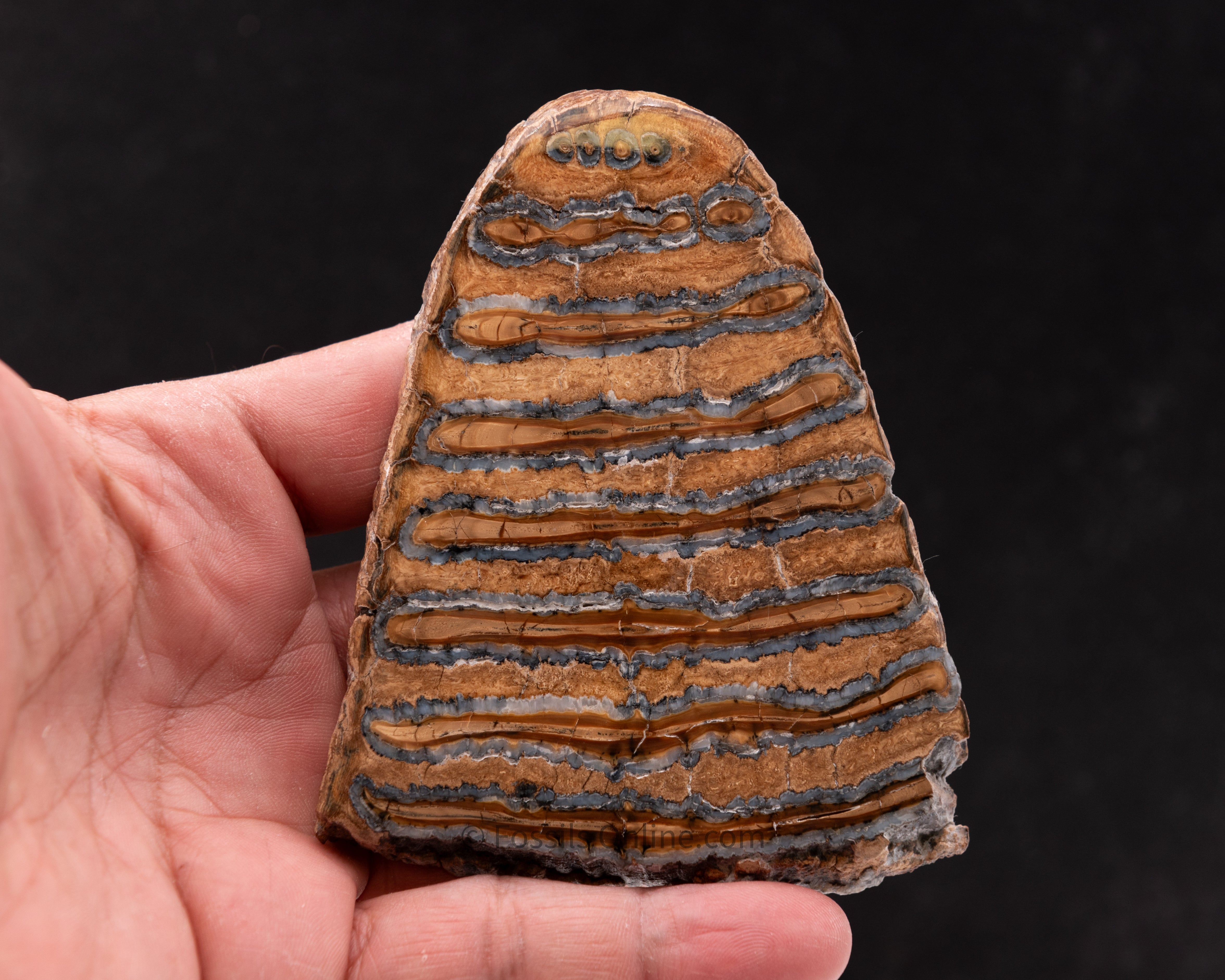 Polished Mammoth Tooth Slice