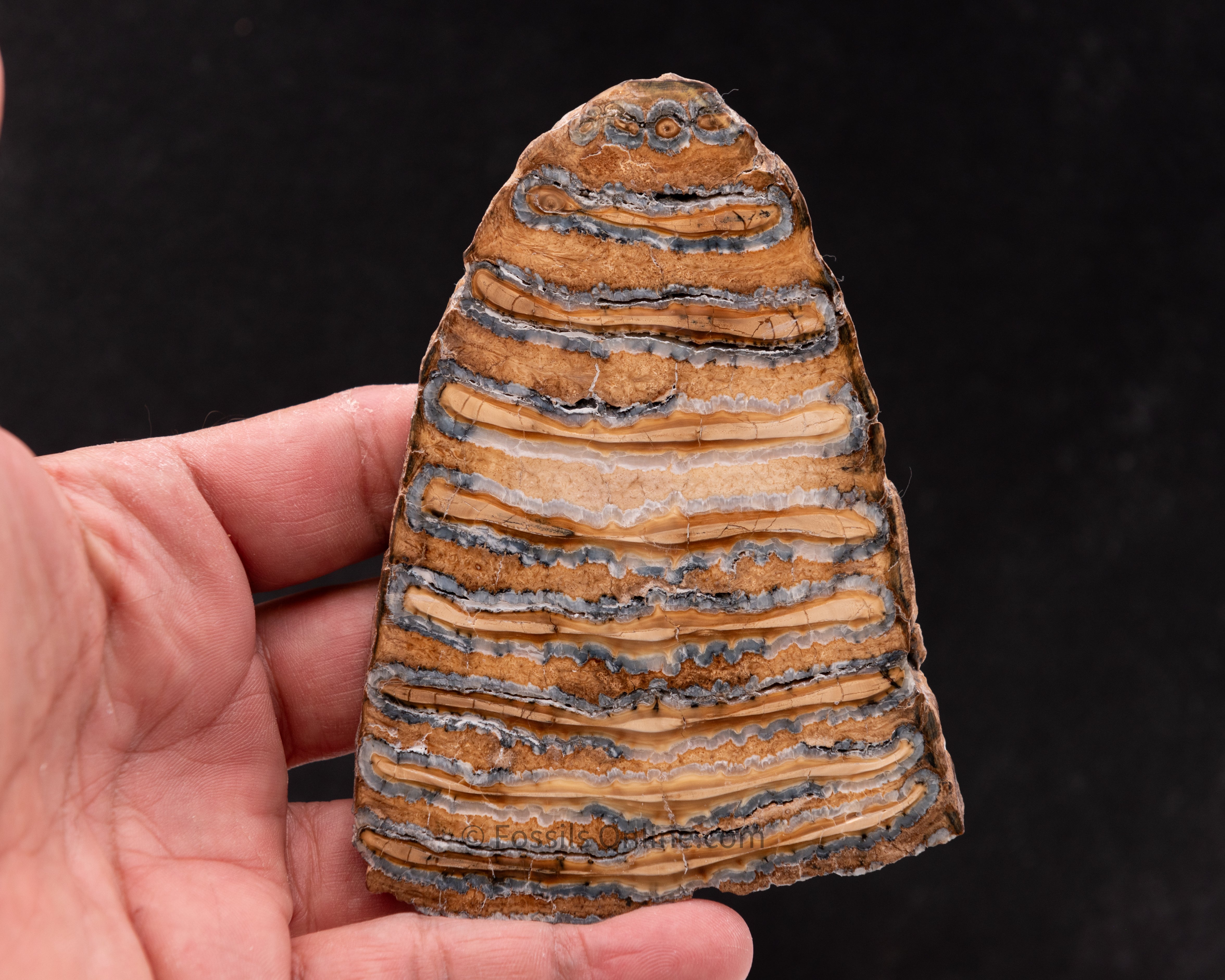 Woolly Mammoth Tooth Slice from Siberia