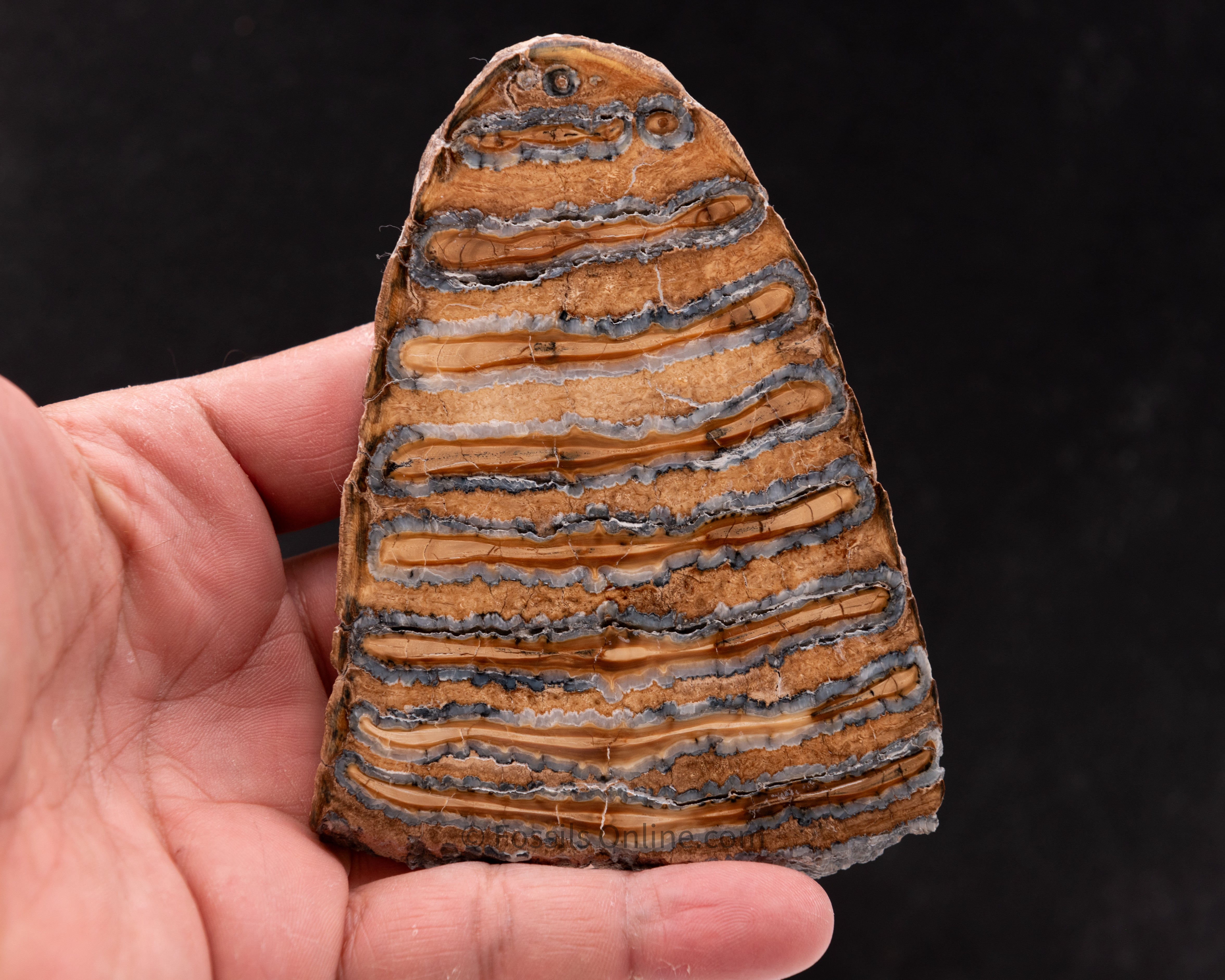 Woolly Mammoth Tooth Slice from Siberia