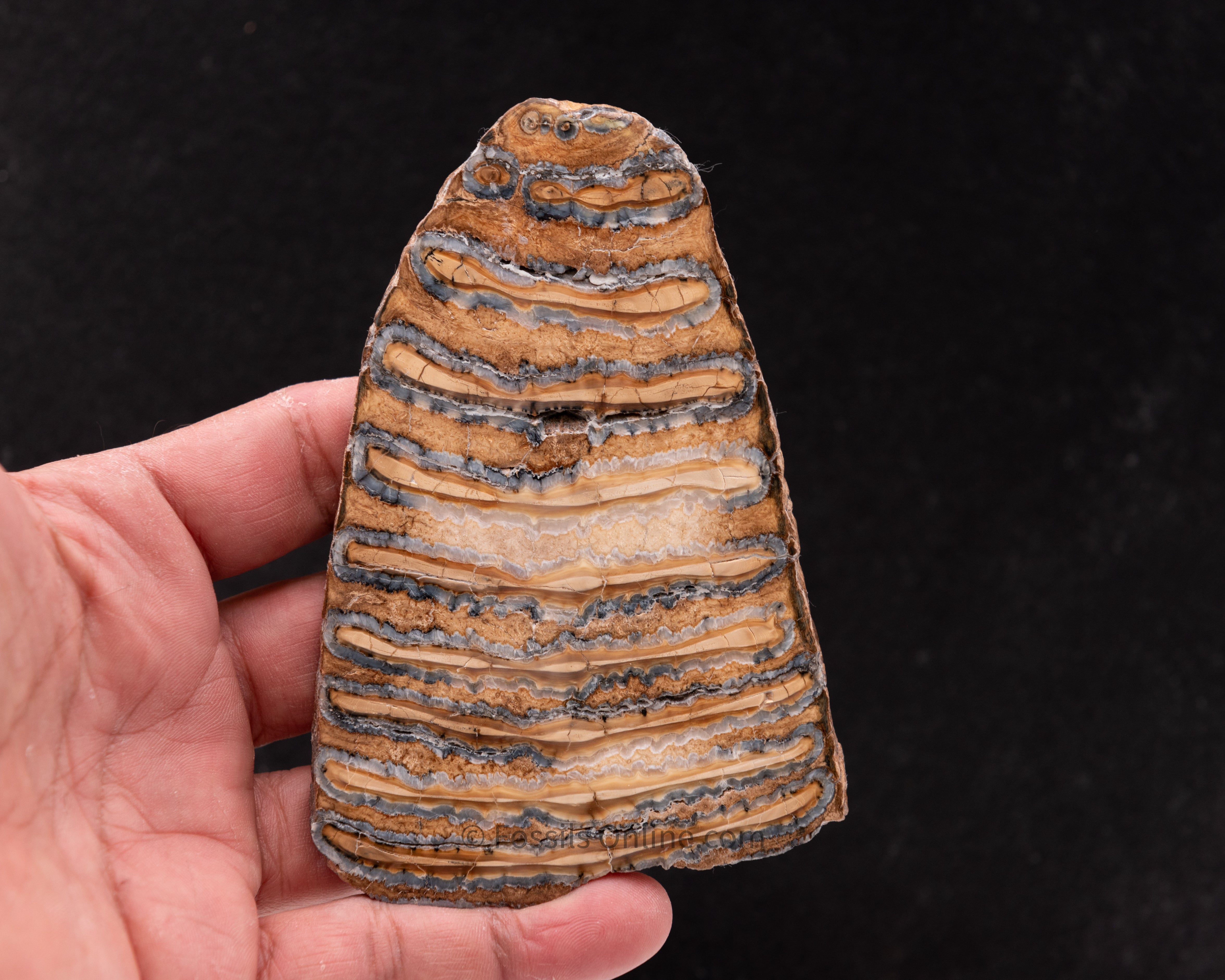 Woolly Mammoth Tooth Slice from Siberia