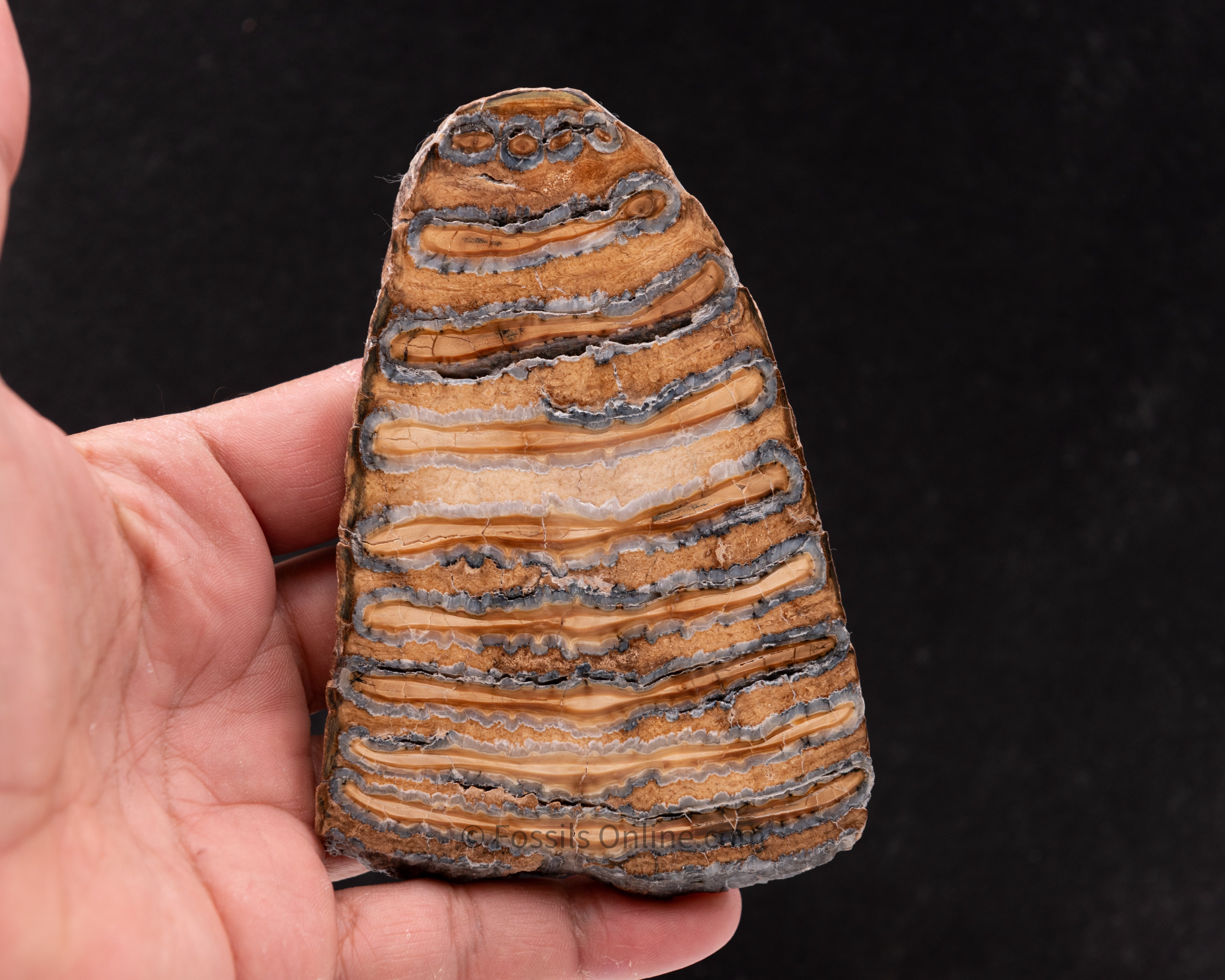 Woolly Mammoth Tooth Slice from Siberia