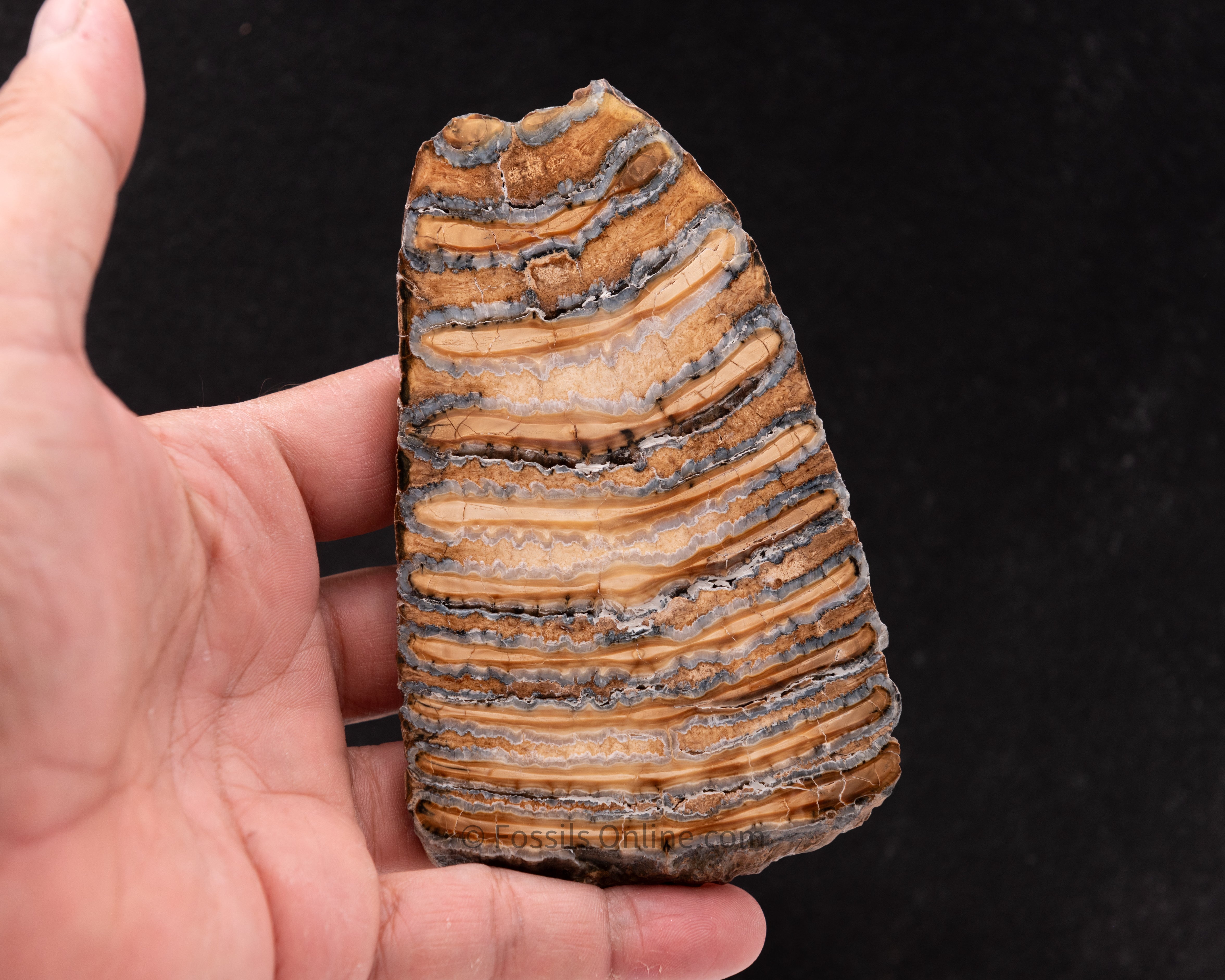 Polished Mammoth Tooth Slice