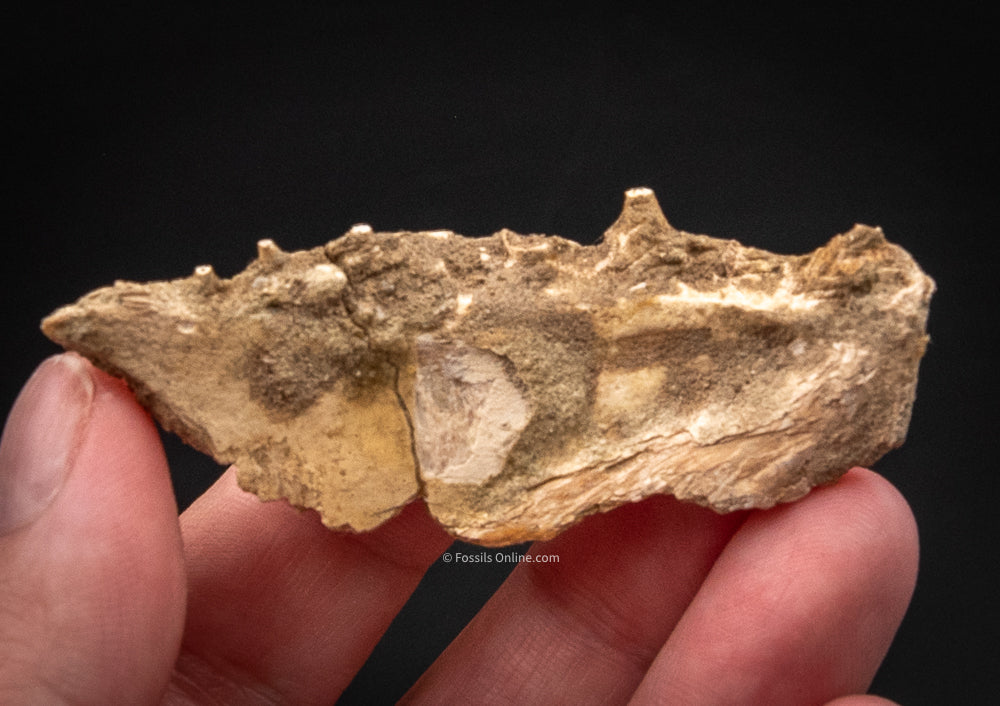 Fossil Fish Jaw MIOCENE Bakersfield Shark Tooth Hill