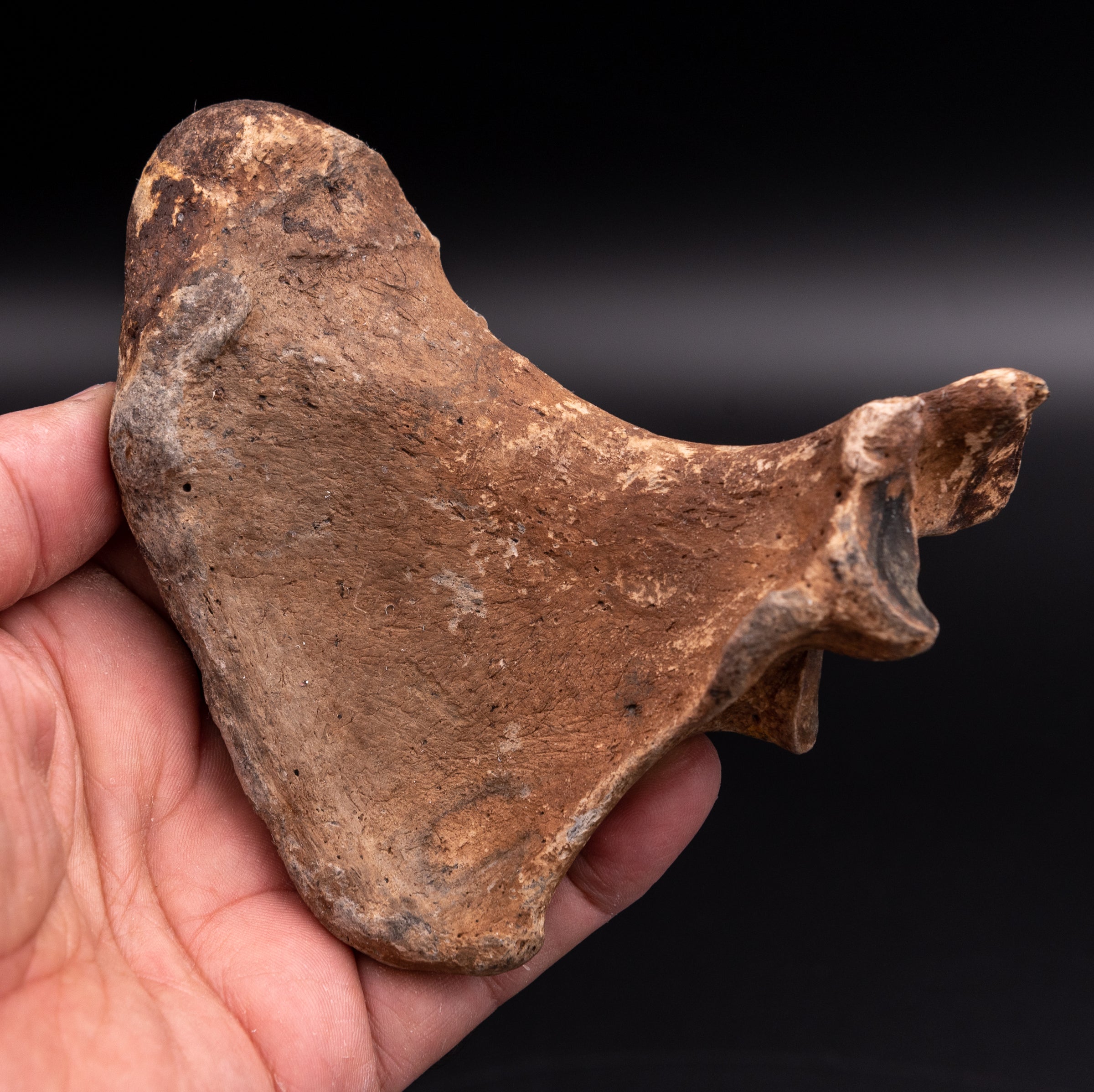 Rare Megalonyx Calcaneus Florida Fossils