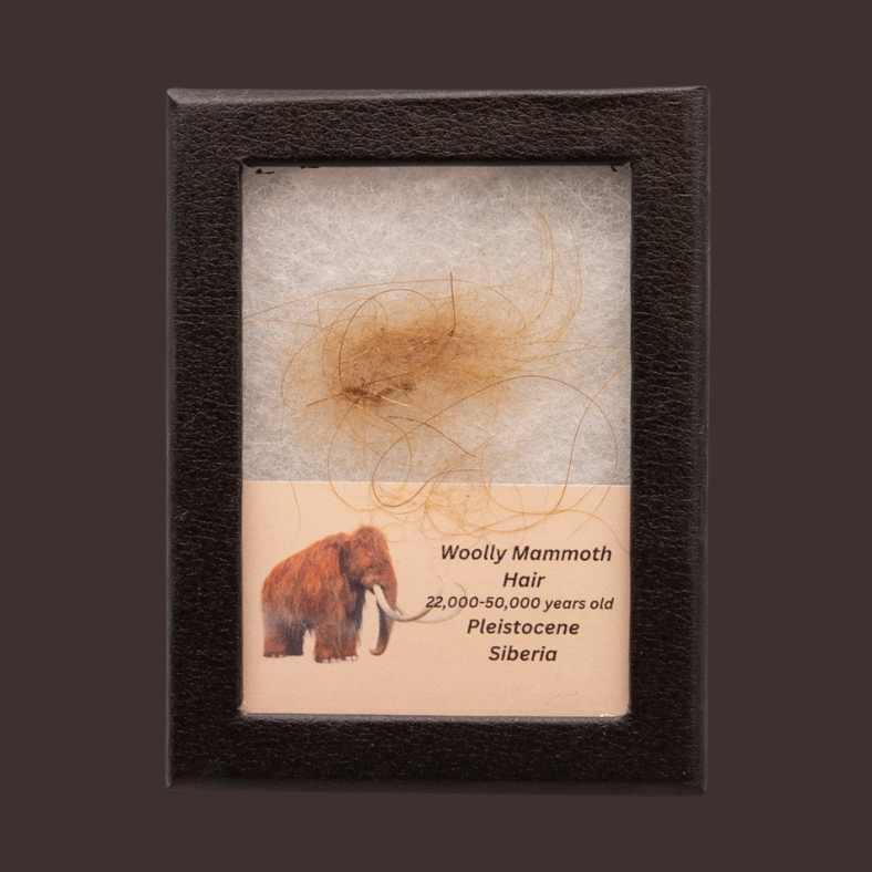 Woolly Mammoth Hair