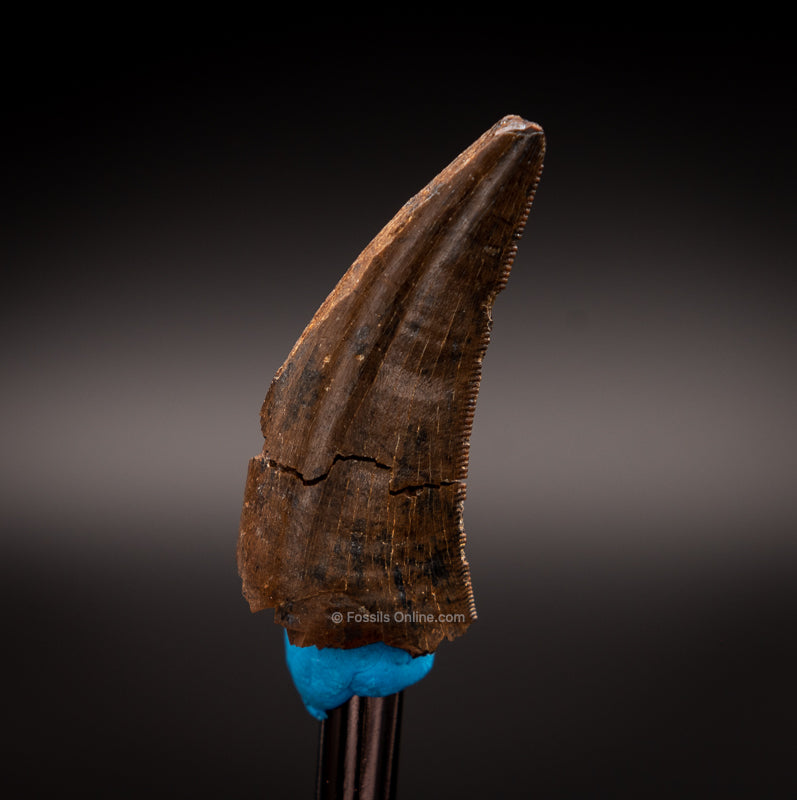 Judith River Genuine Serrated Tyrannosaur Tooth  1.45"