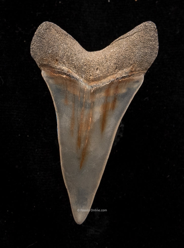 Extinct Fossil Mako Shark Tooth