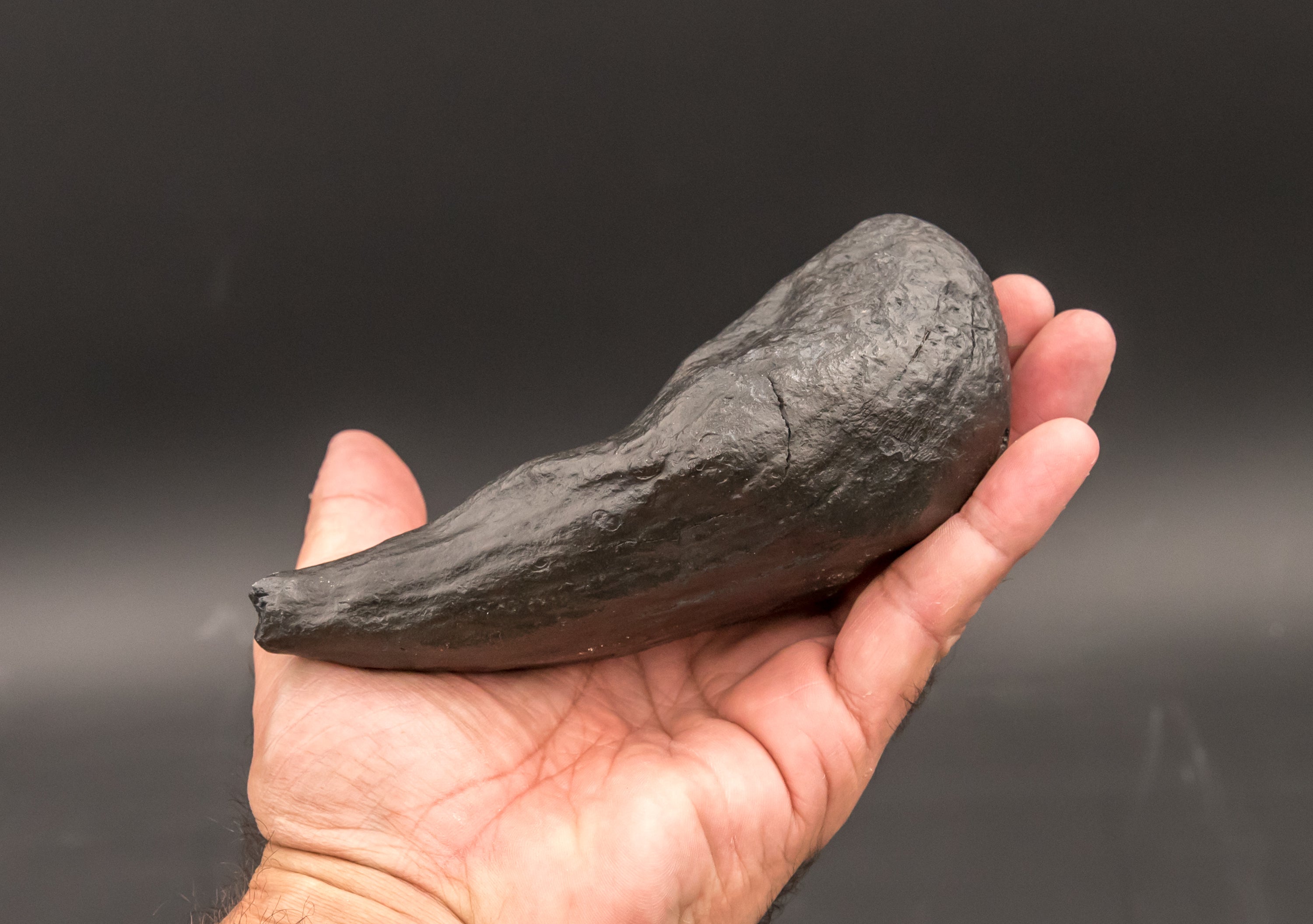 Large Fossil Whale Tooth
