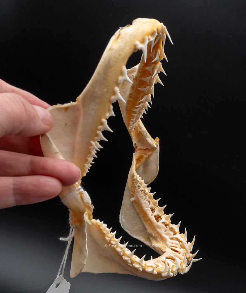Porbeagle Shark Jaw