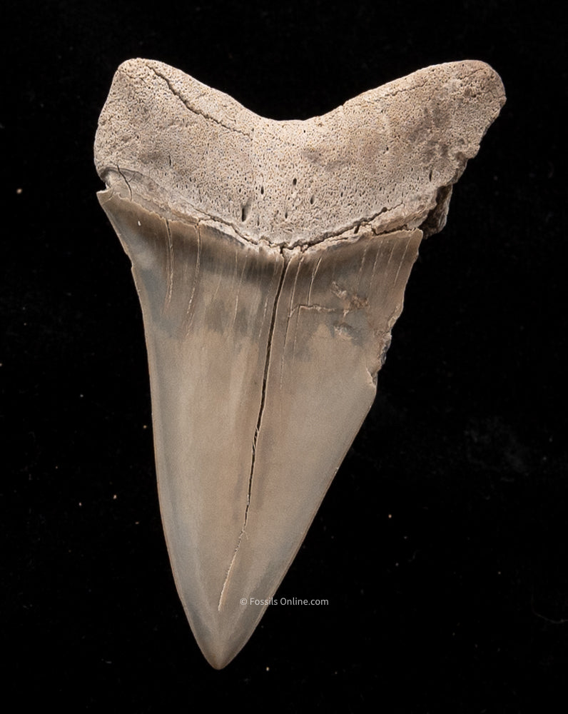 Ancestral Great White Shark Tooth 
