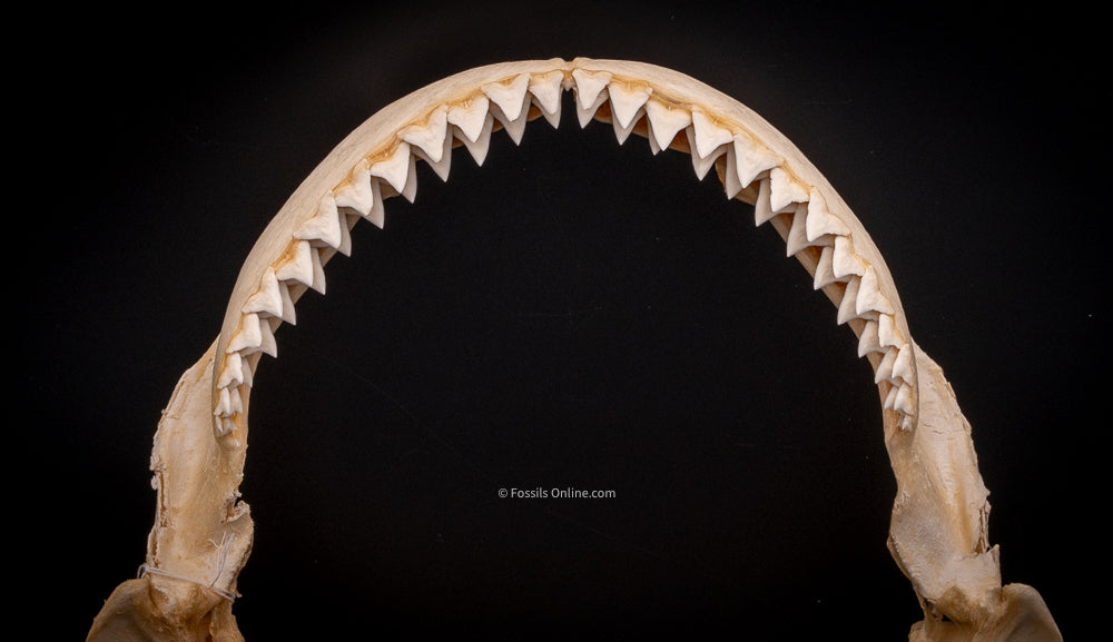 Bull Shark Jaw for Sale top