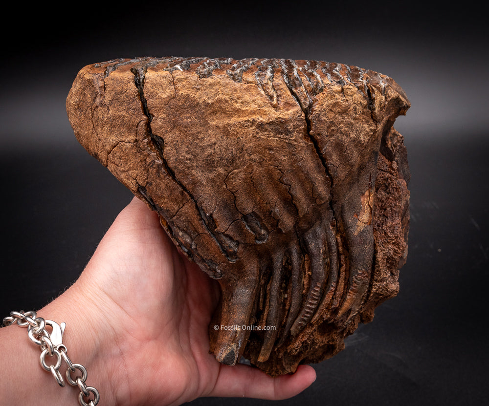 Rooted Mammoth Tooth in a Jaw from Siberia