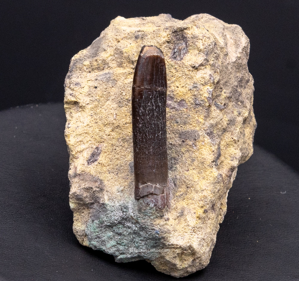 Diplodocus Dinosaur Tooth in Matrix