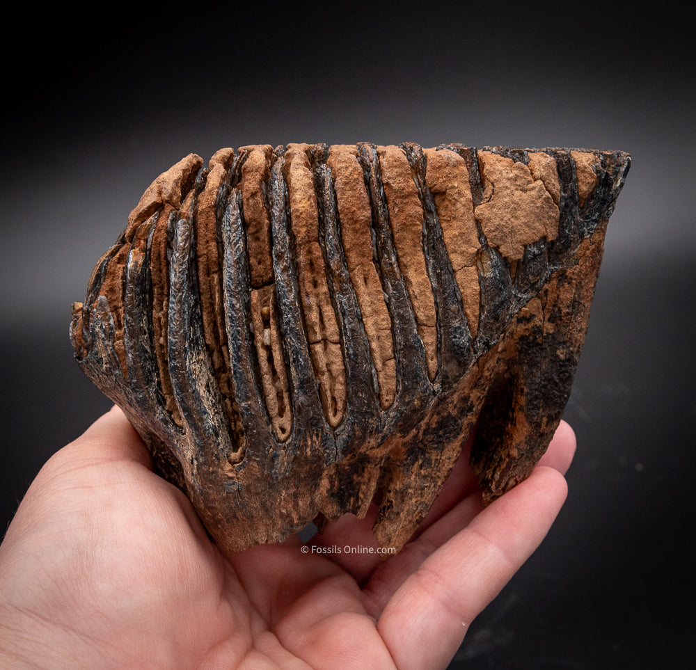 Juvenile Mammoth Tooth from Siberia