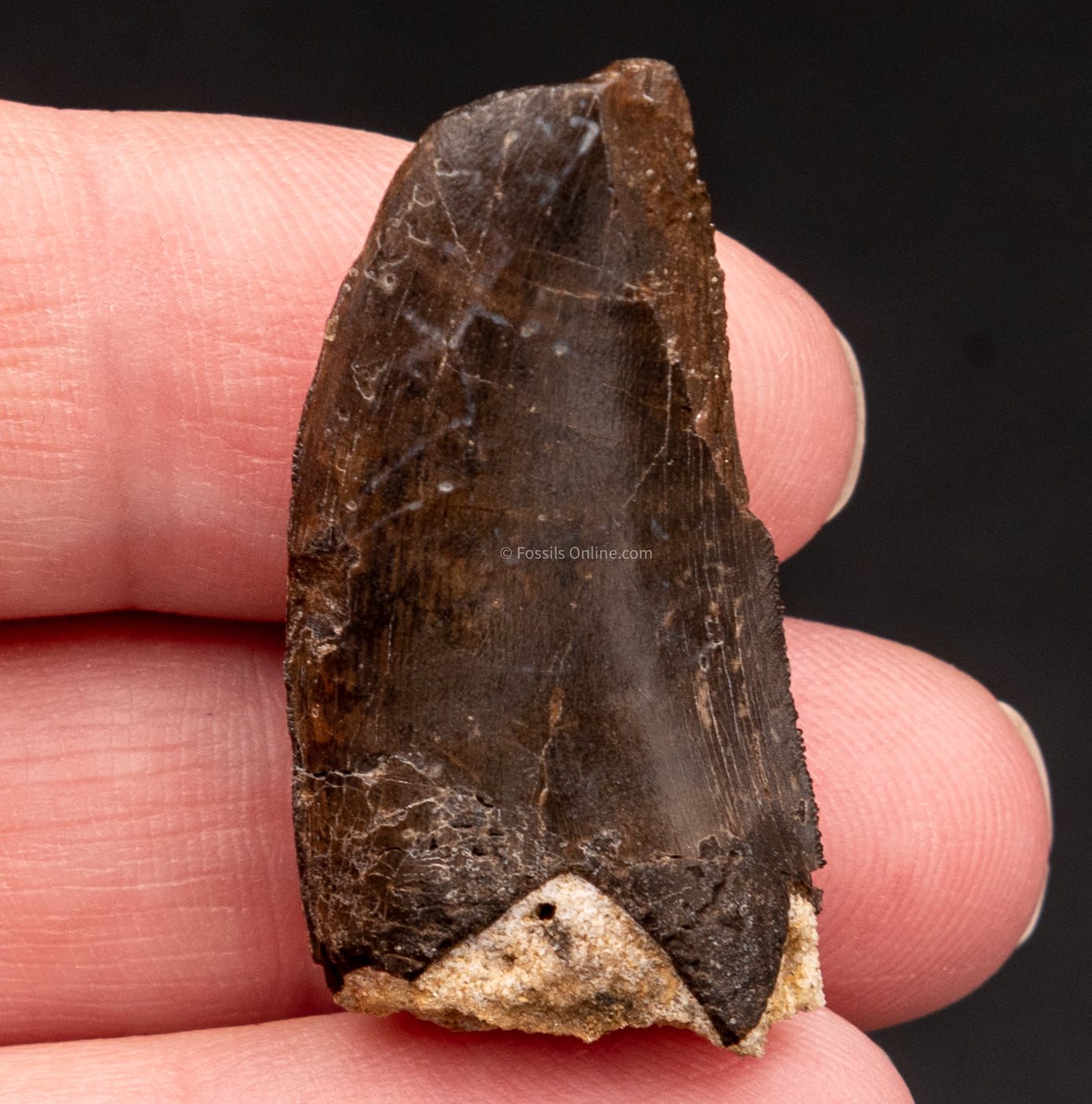 ALLOSAURUS TOOTH OTHER SIDE