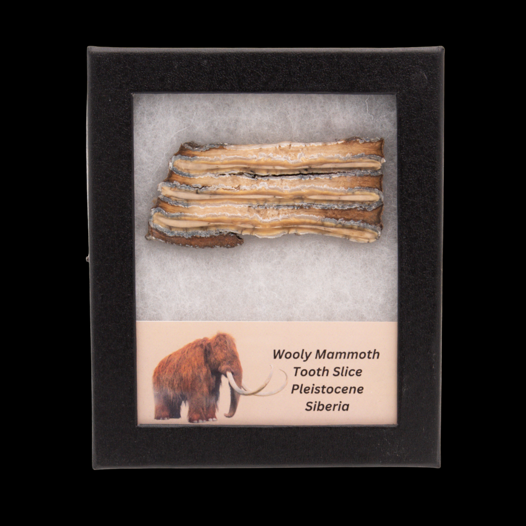 Wooly Mammoth Tooth Slice