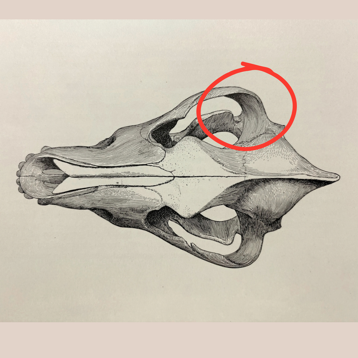 Tar Pit Fossil Dire Wolf Skull Element
