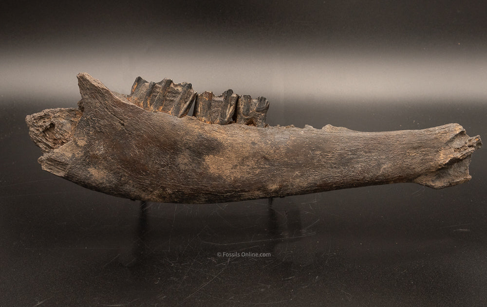Florida Fossil Bison Jaw