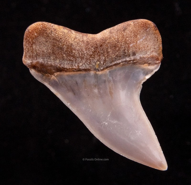 Fossilized shark tooth on a black background