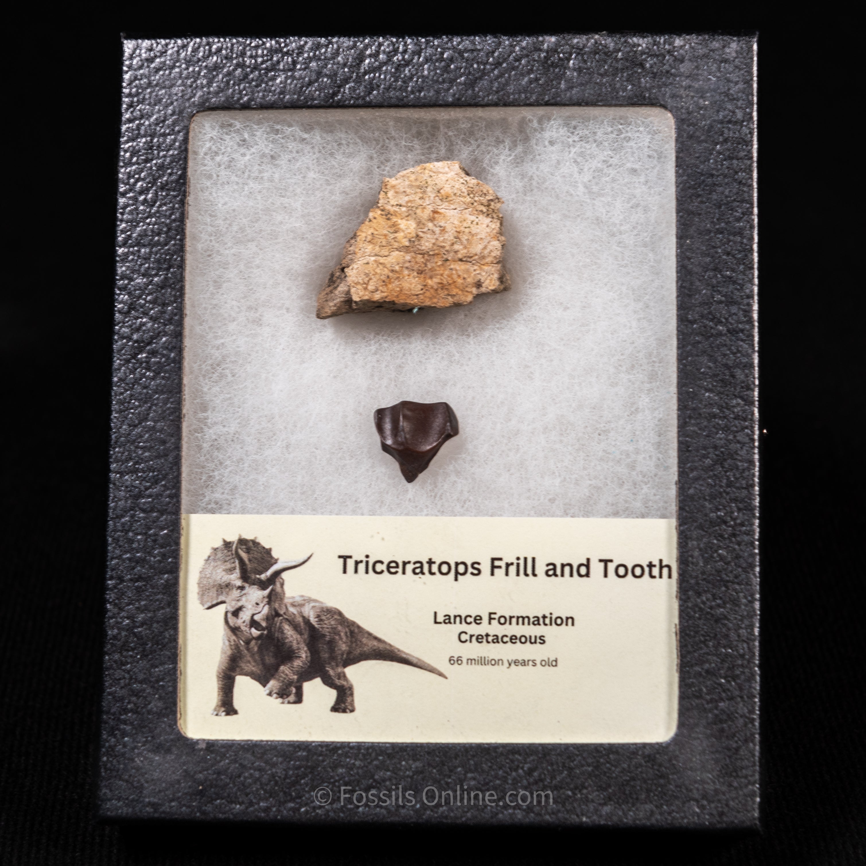 Triceratops Tooth and Frill  Section in Display Small Case