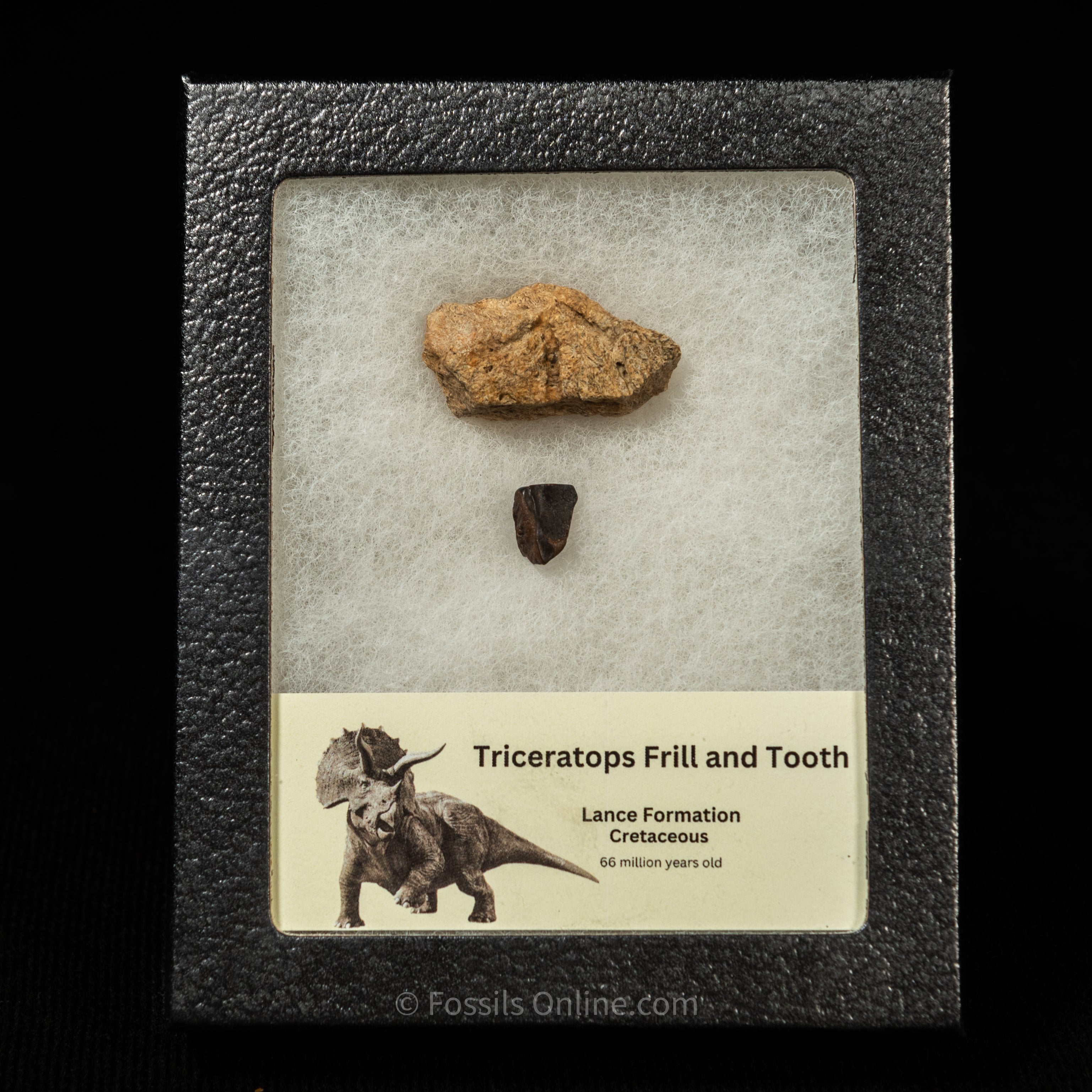 Triceratops Tooth and Frill  Section in Display Small Case