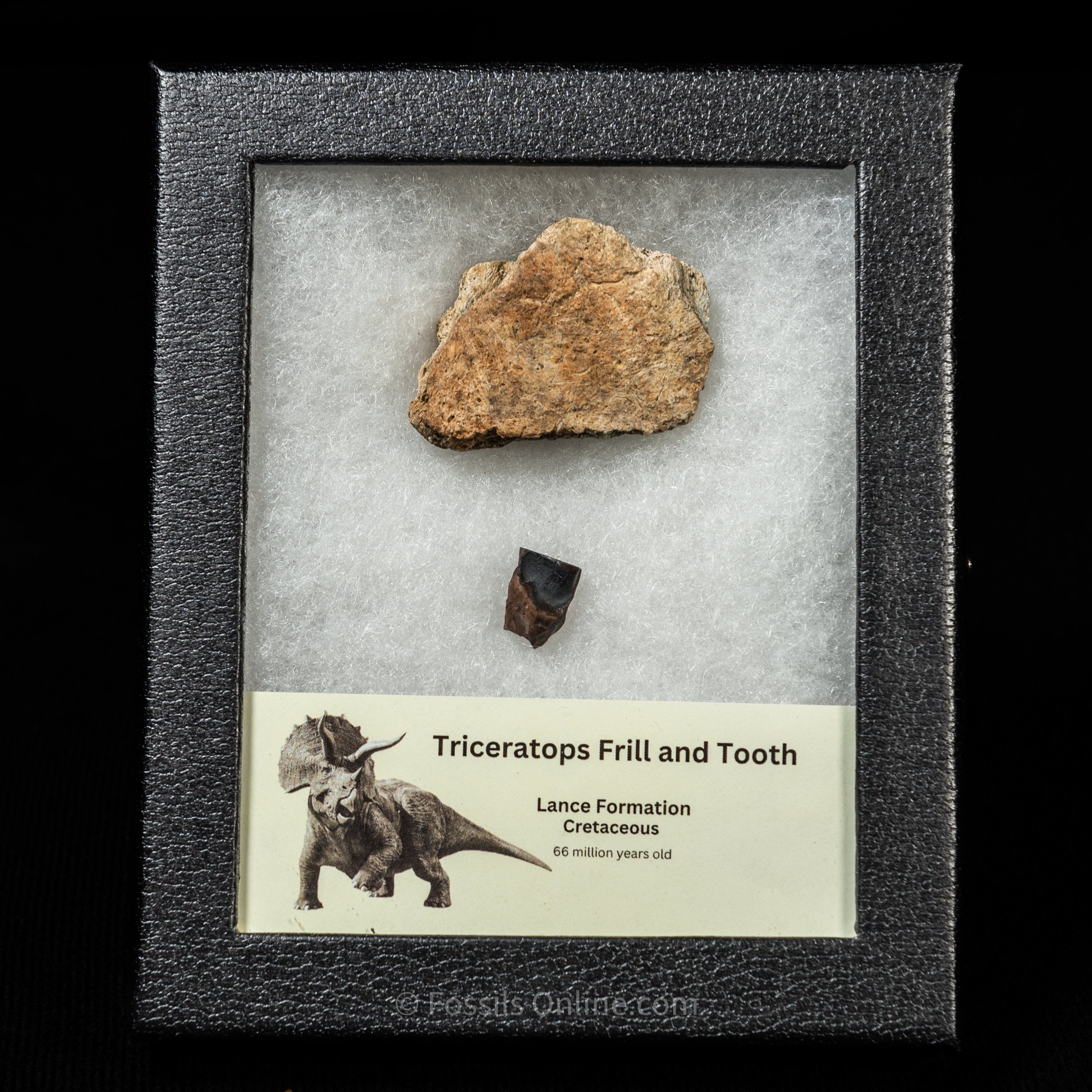 Triceratops Tooth and Frill  Section in Display Small Case