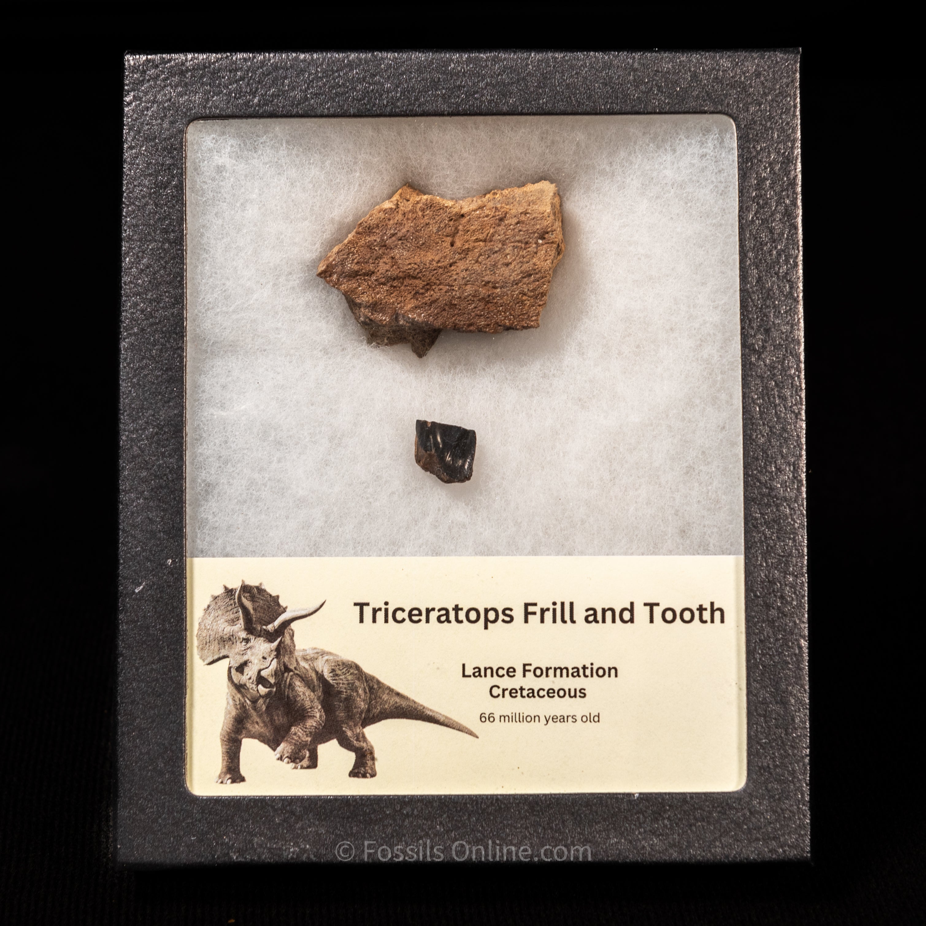 Triceratops Tooth and Frill  Section in Display Small Case