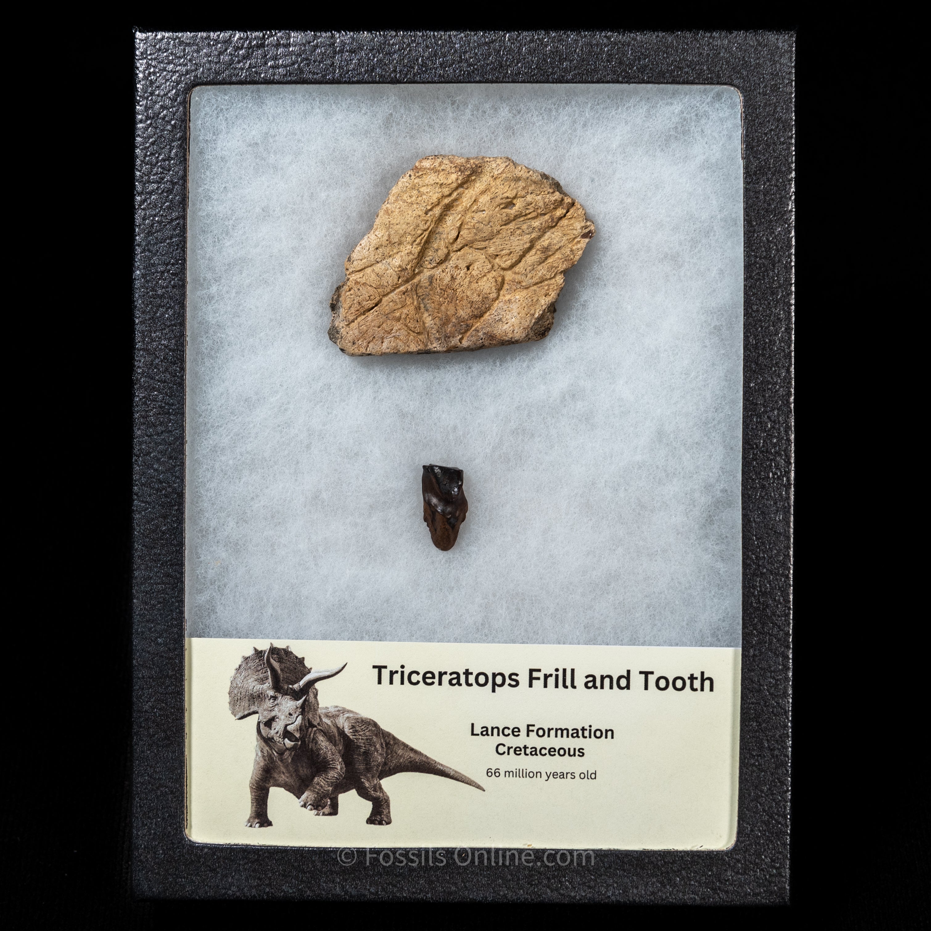 Triceratops Tooth and Frill  Section in Display Case