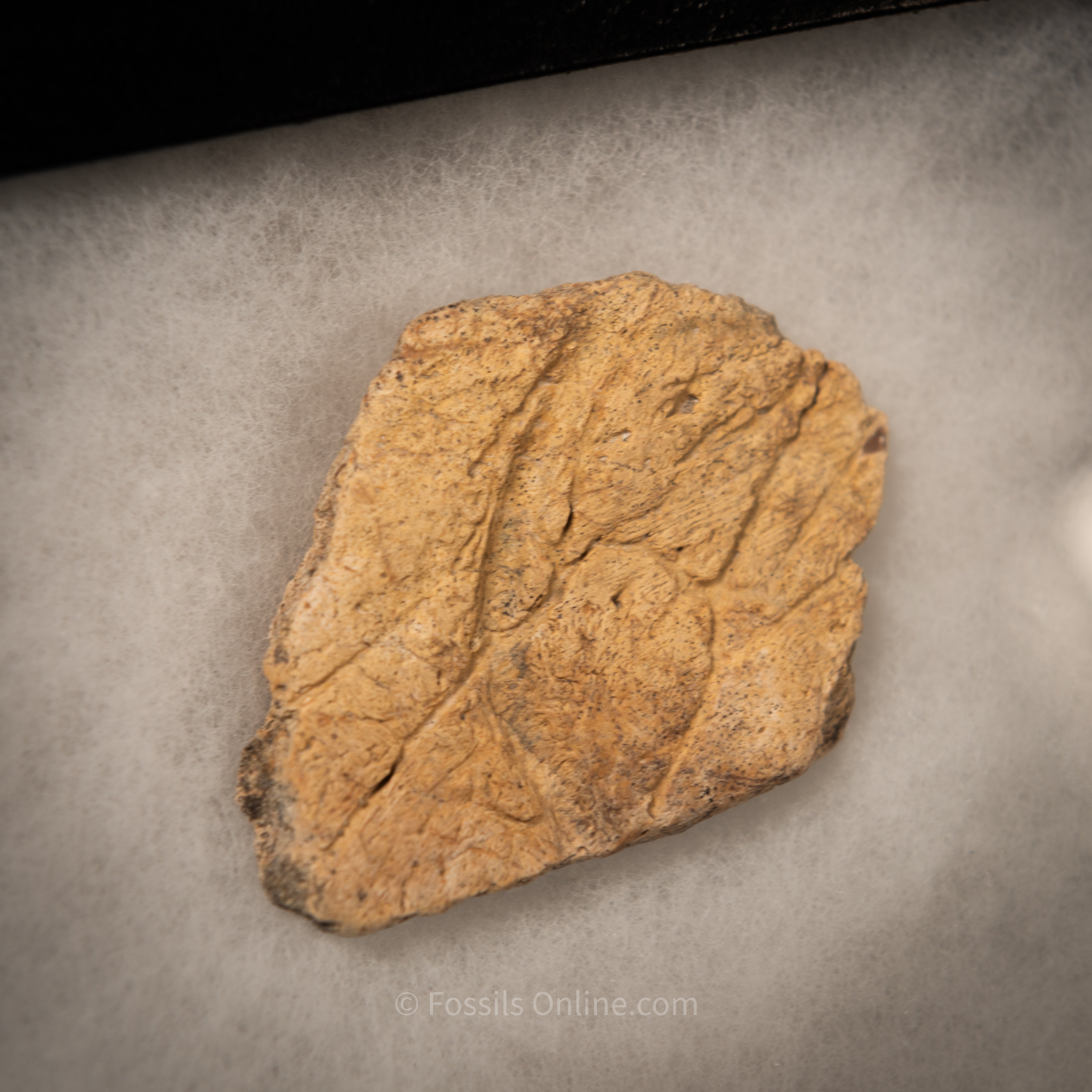 Triceratops Tooth and Frill  Section in Display Case