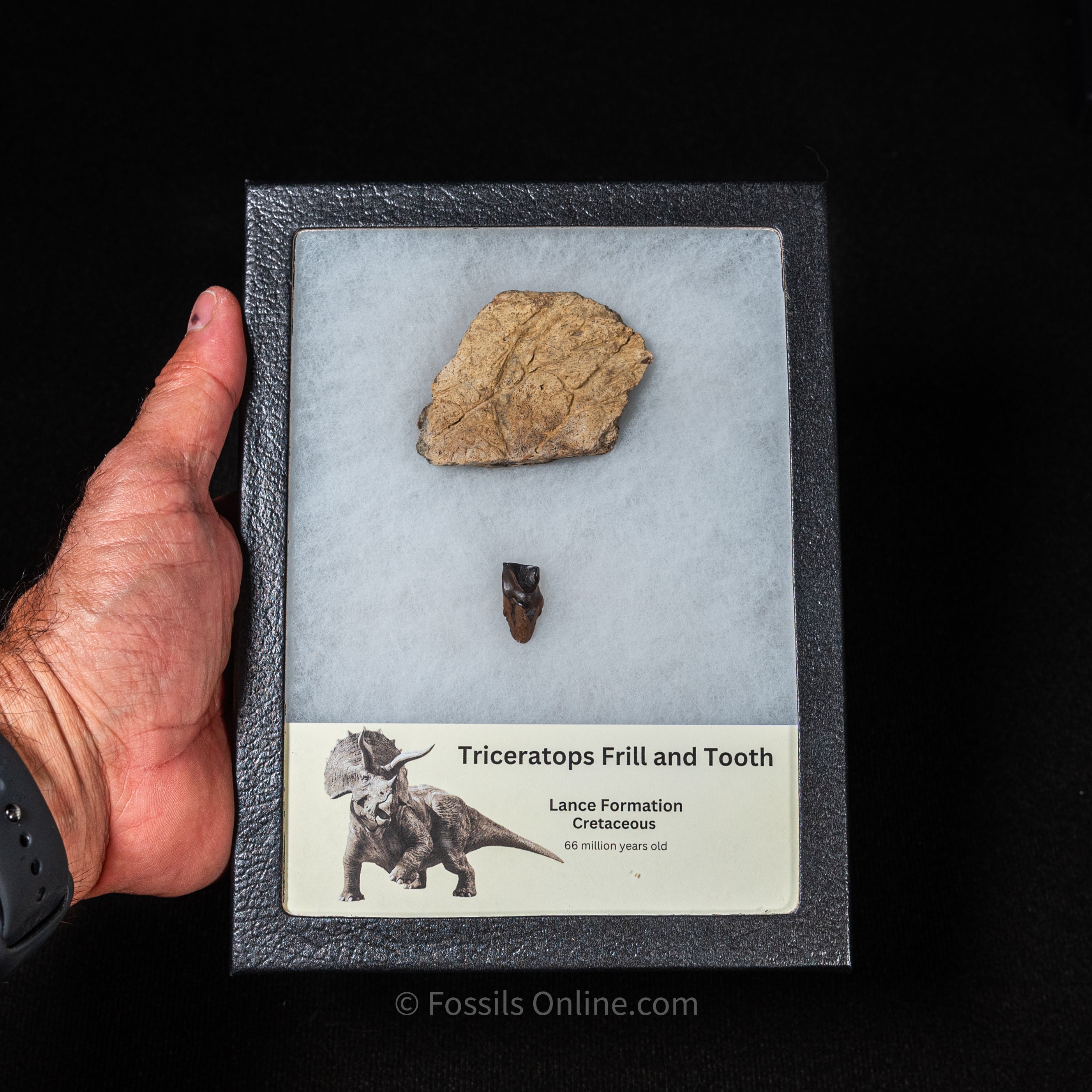 Triceratops Tooth and Frill  Section in Display Case