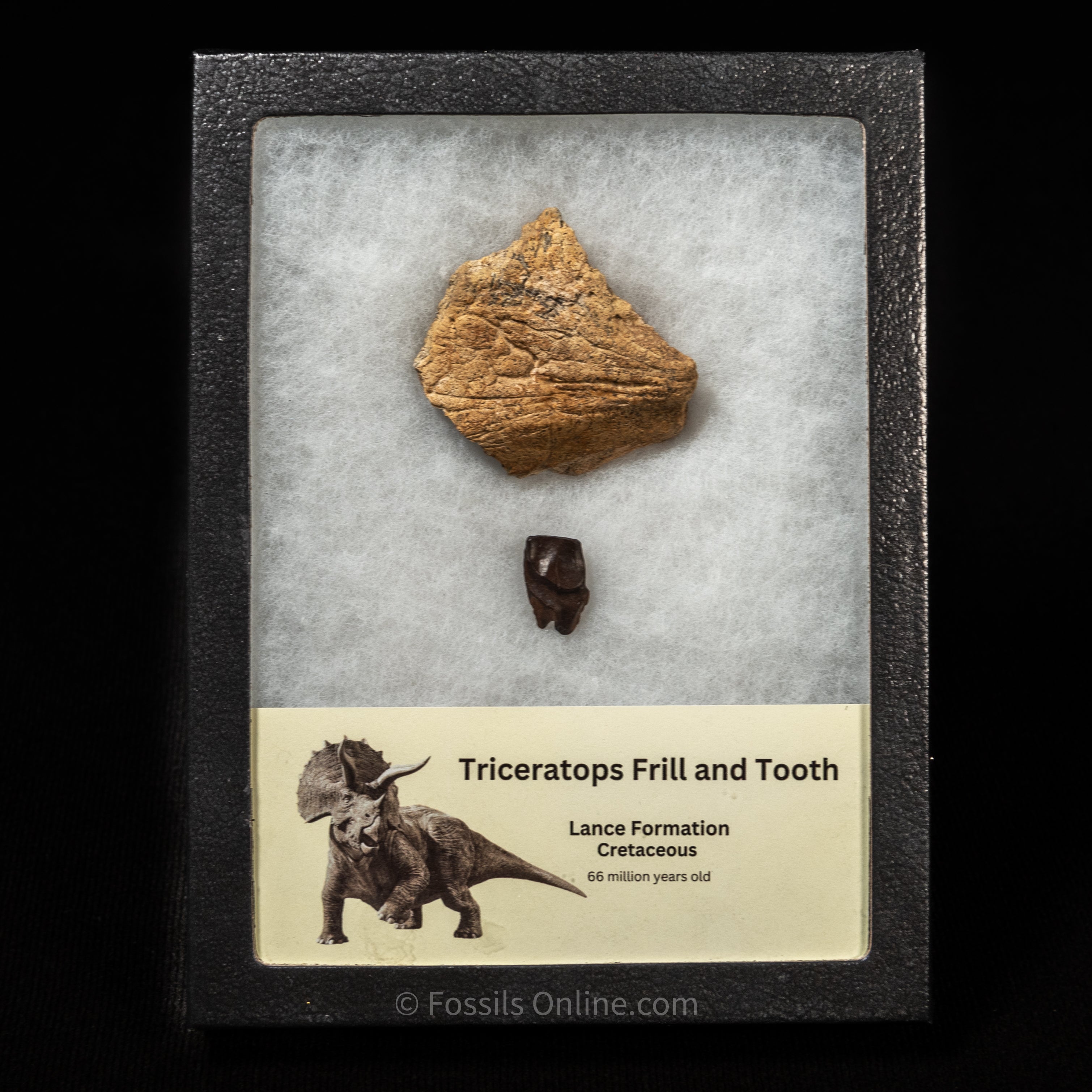 Triceratops Tooth and Frill  Section in Display Case