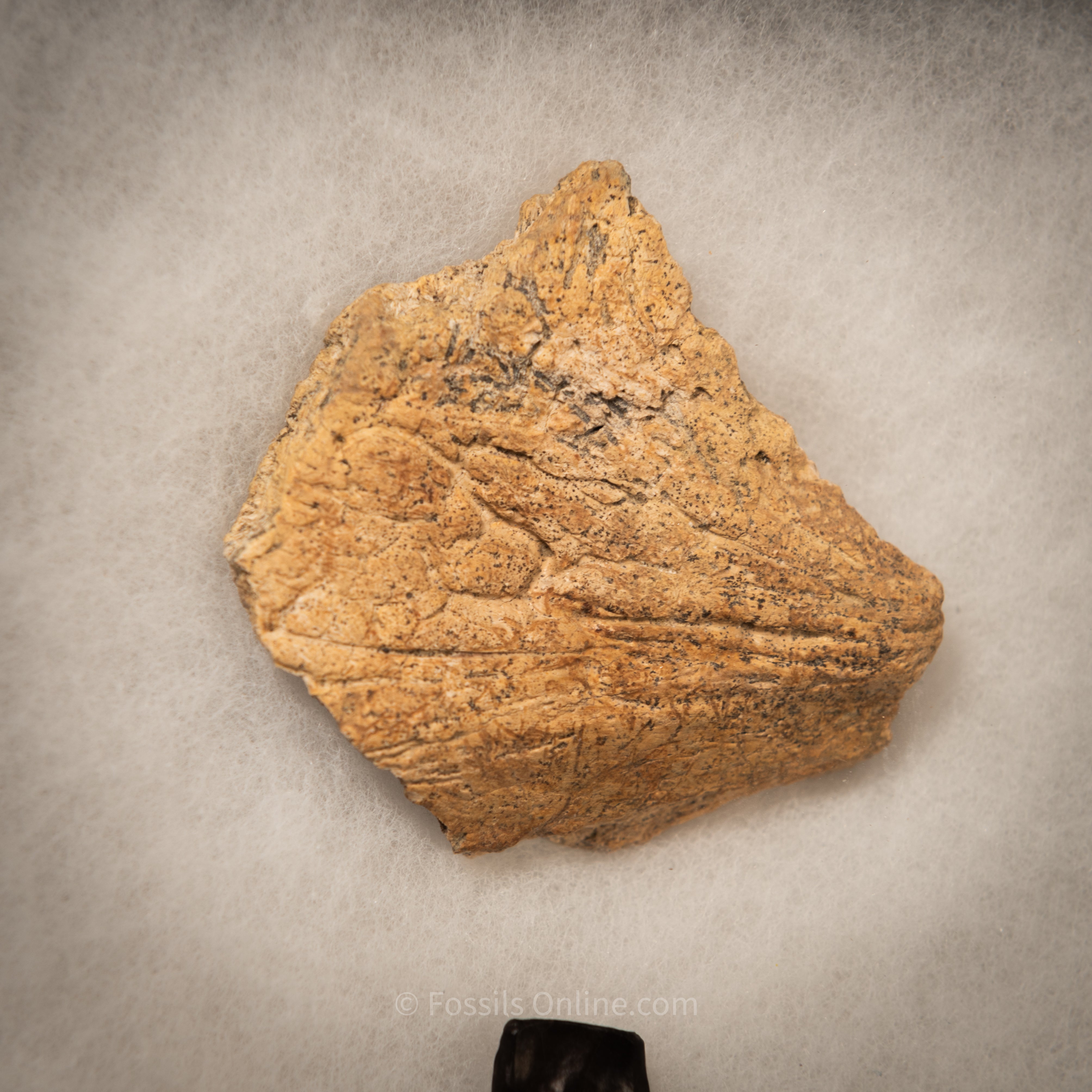 Triceratops Tooth and Frill  Section in Display Case