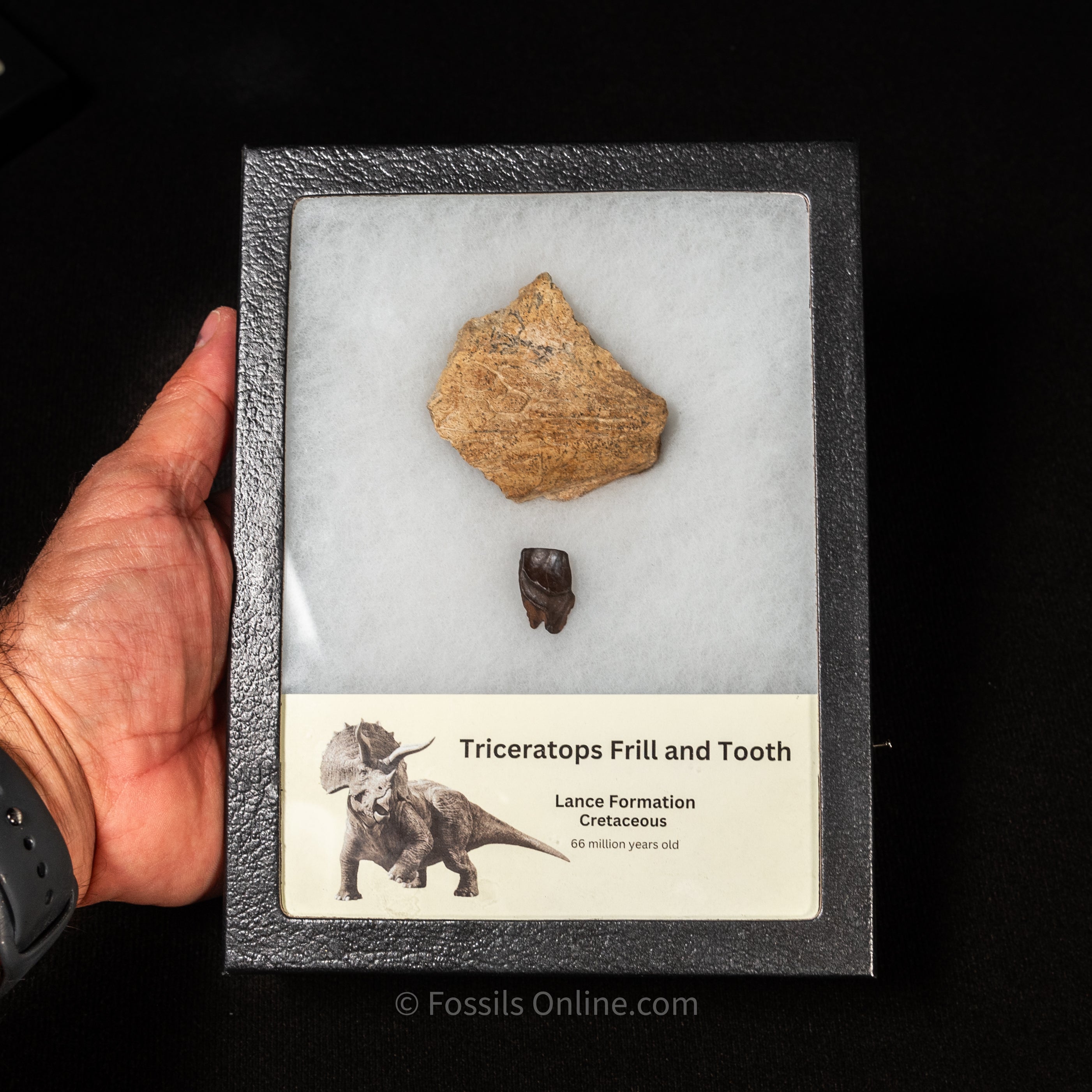 Triceratops Tooth and Frill  Section in Display Case