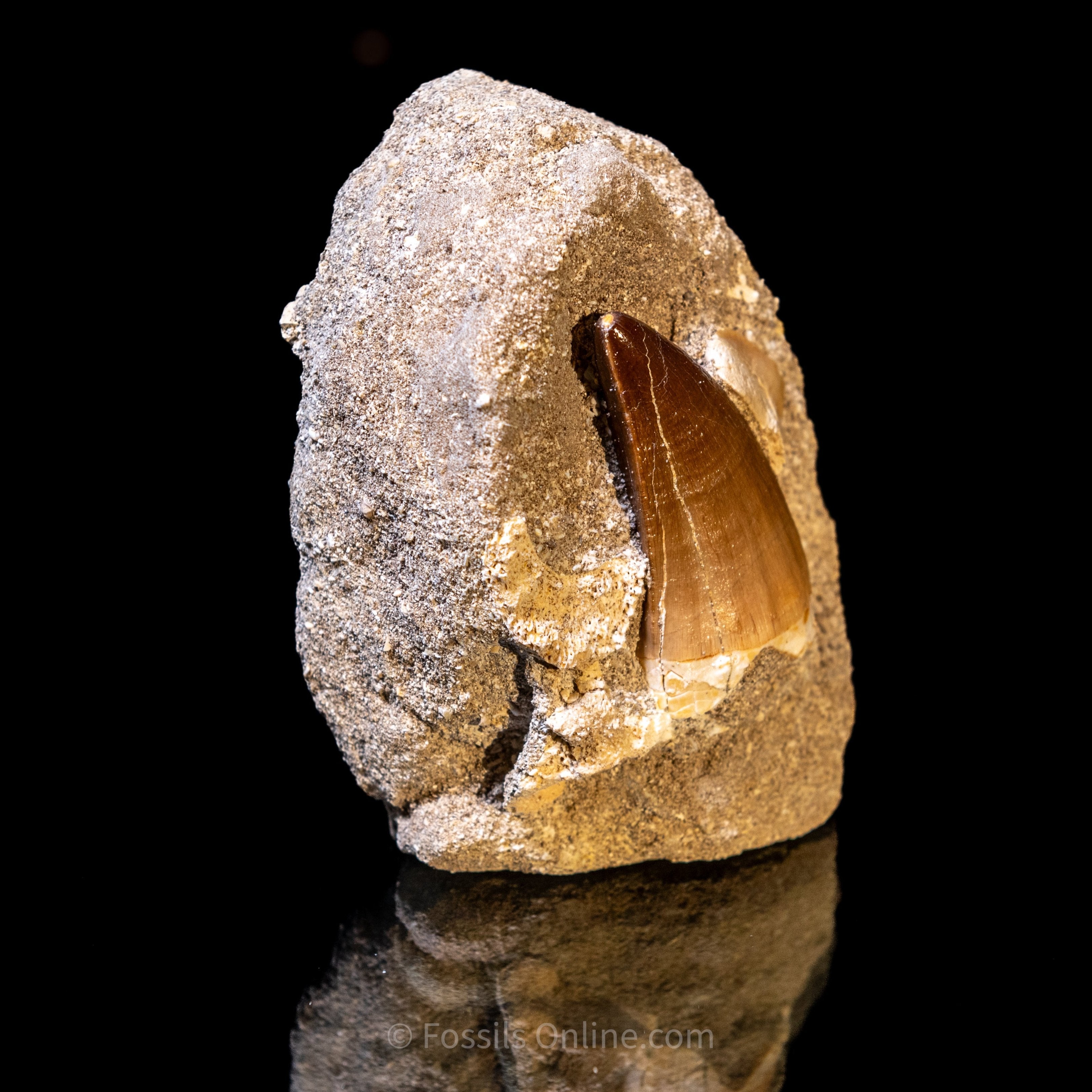 Mosasaurus Tooth in Matrix 2.25"