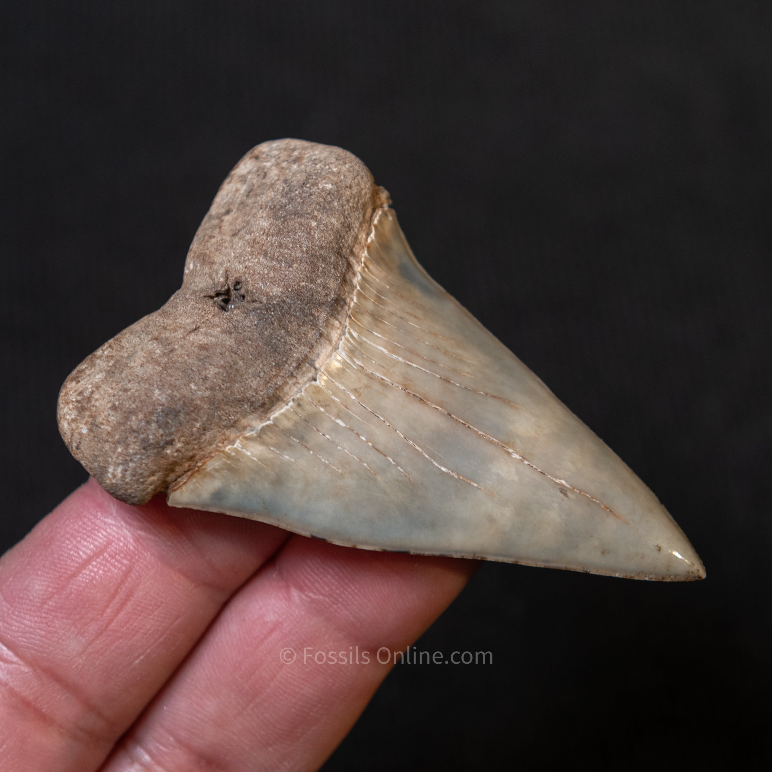 Ashepoo River Fossil Hastalis 2.75"