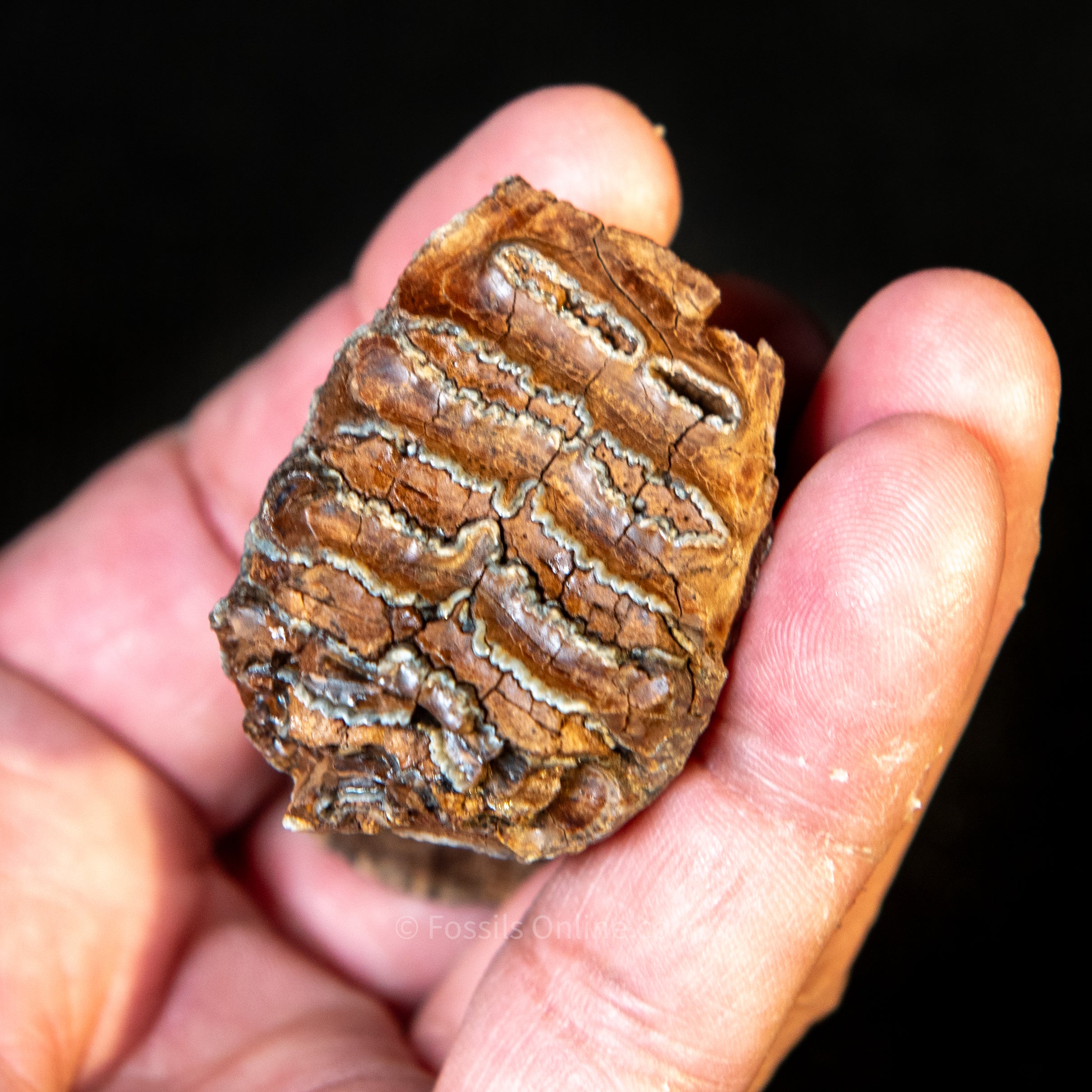 Baby Woolly Mammoth Tooth