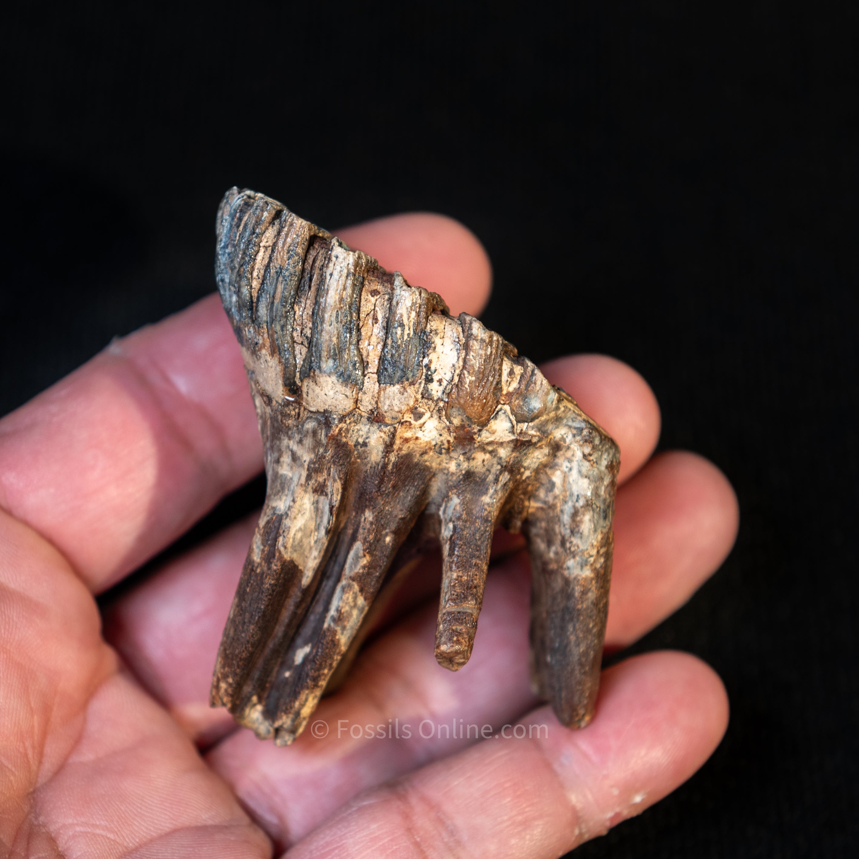 Baby Woolly Mammoth Tooth