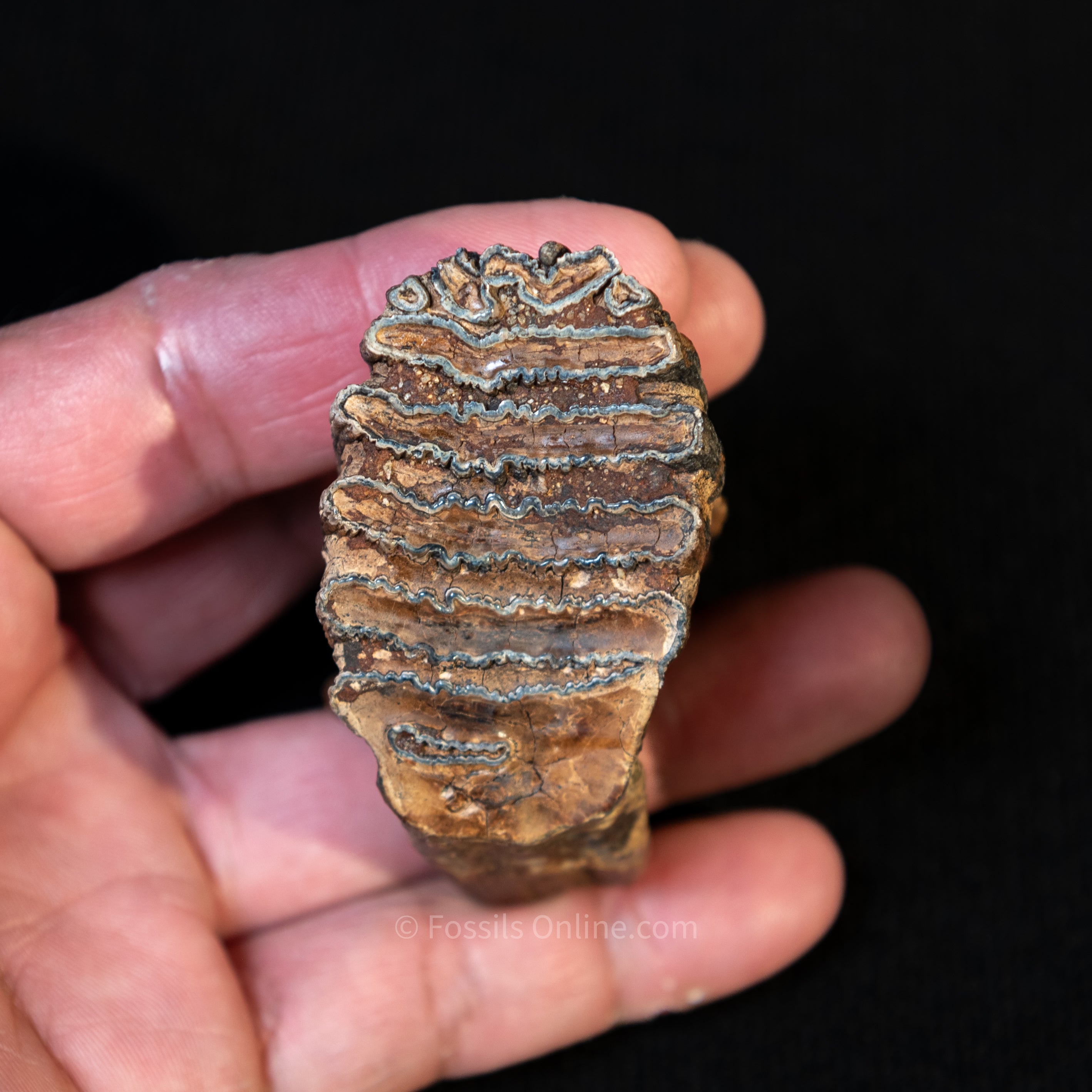 Baby Woolly Mammoth Tooth