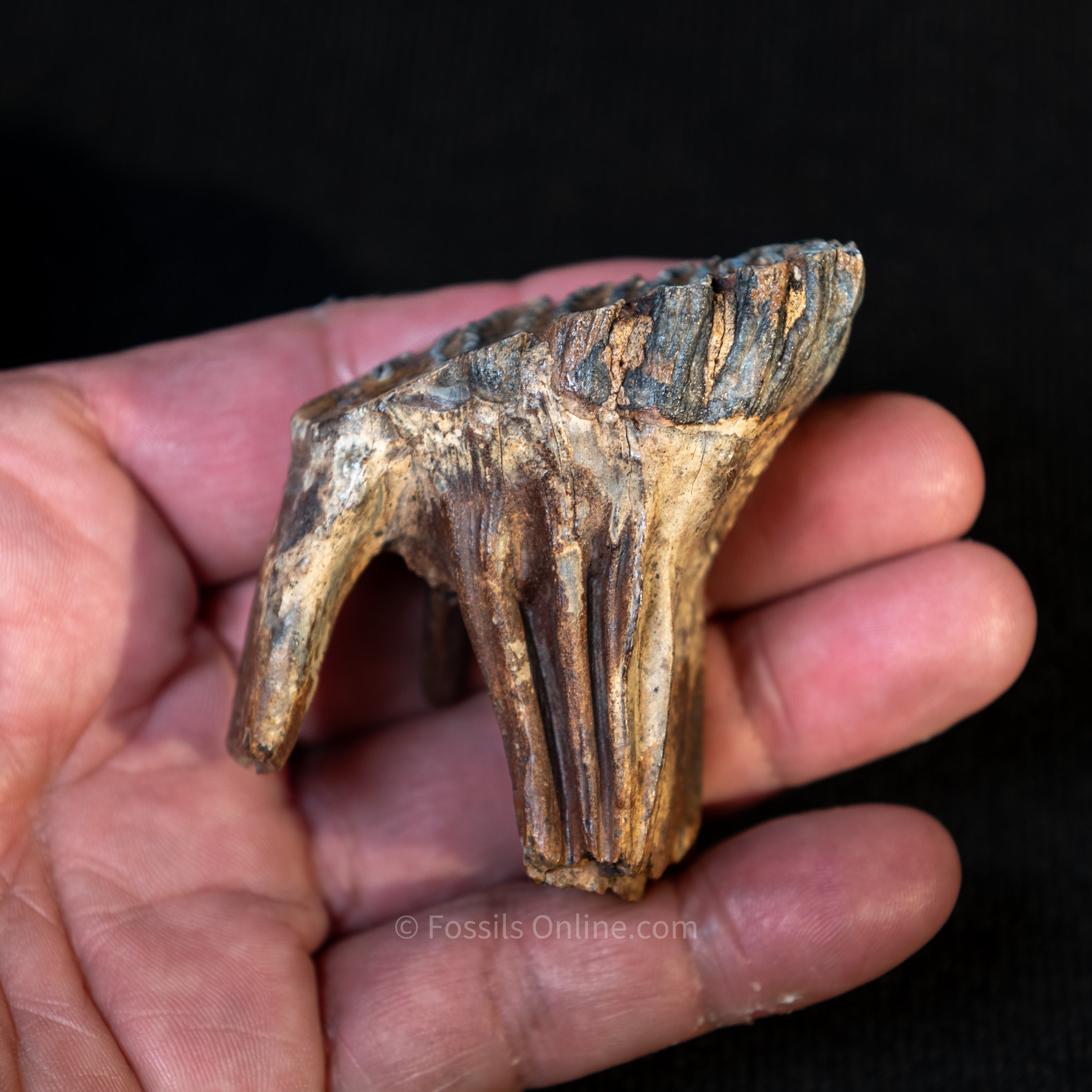 Baby Woolly Mammoth Tooth