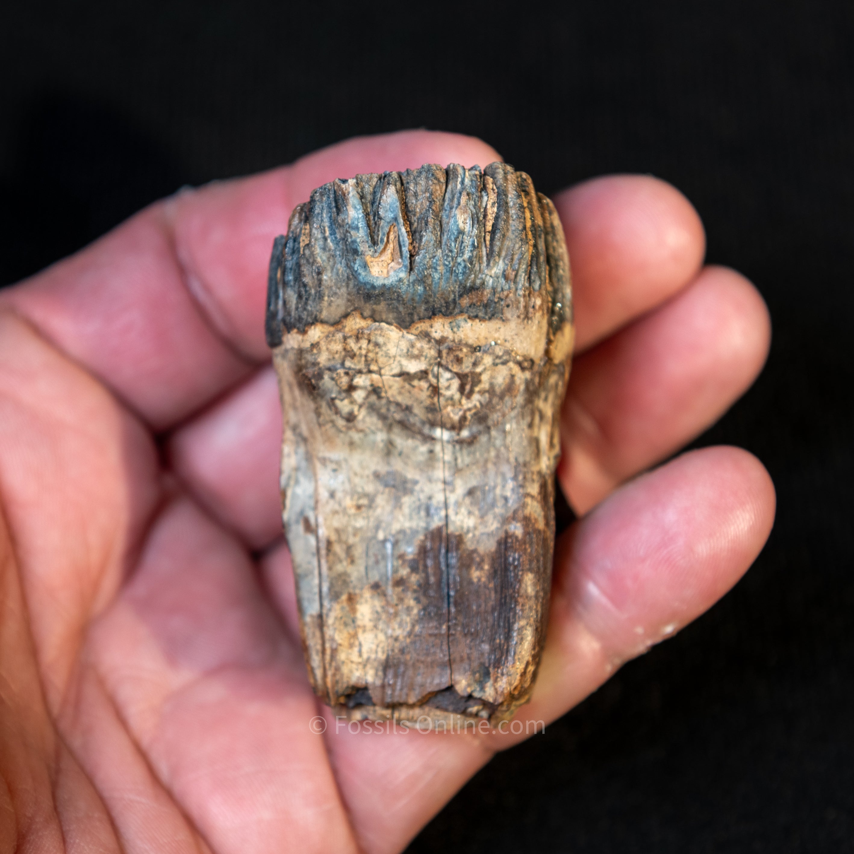 Baby Woolly Mammoth Tooth