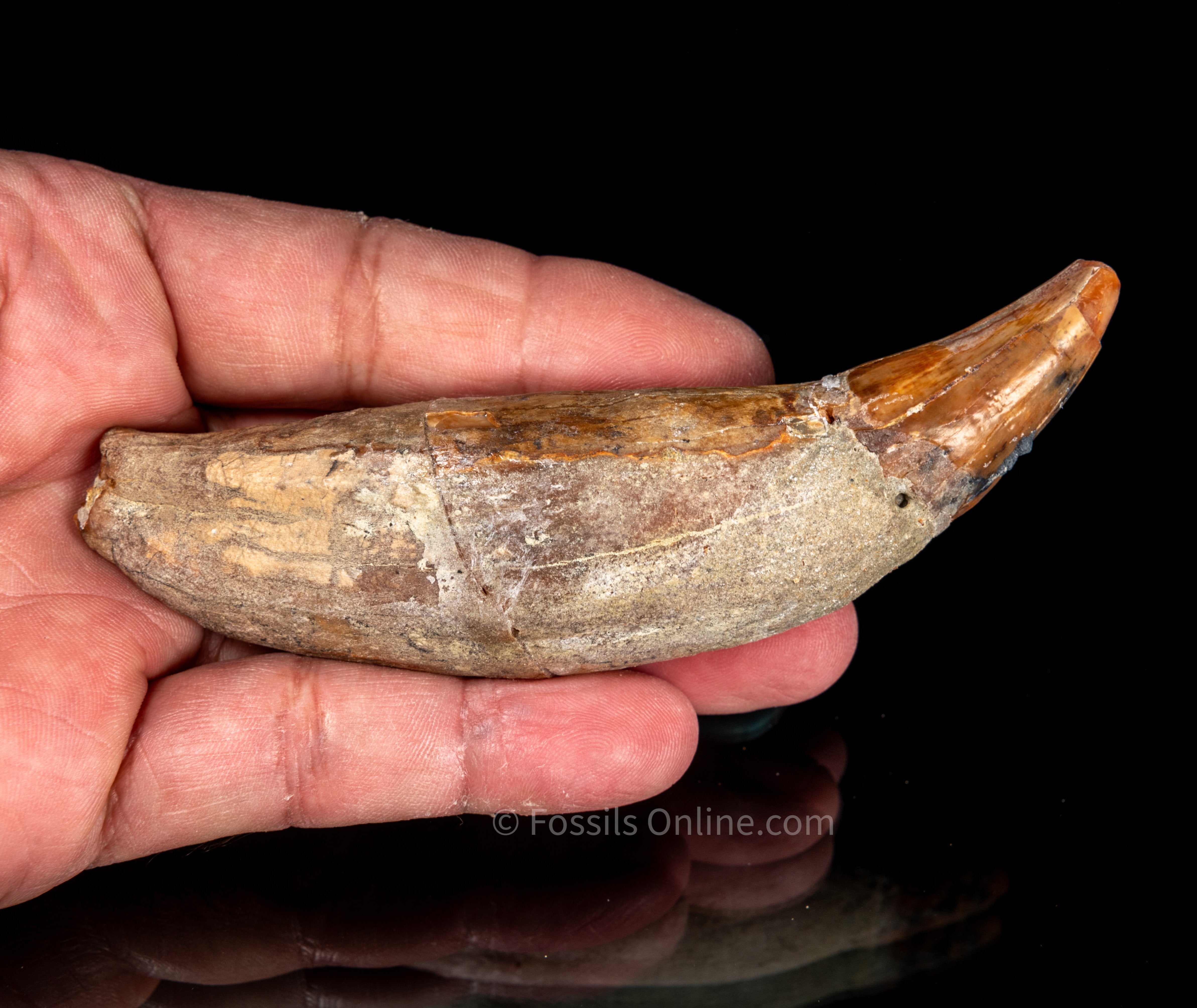 Allodesmus Tooth Ex Bob Ernst Collection