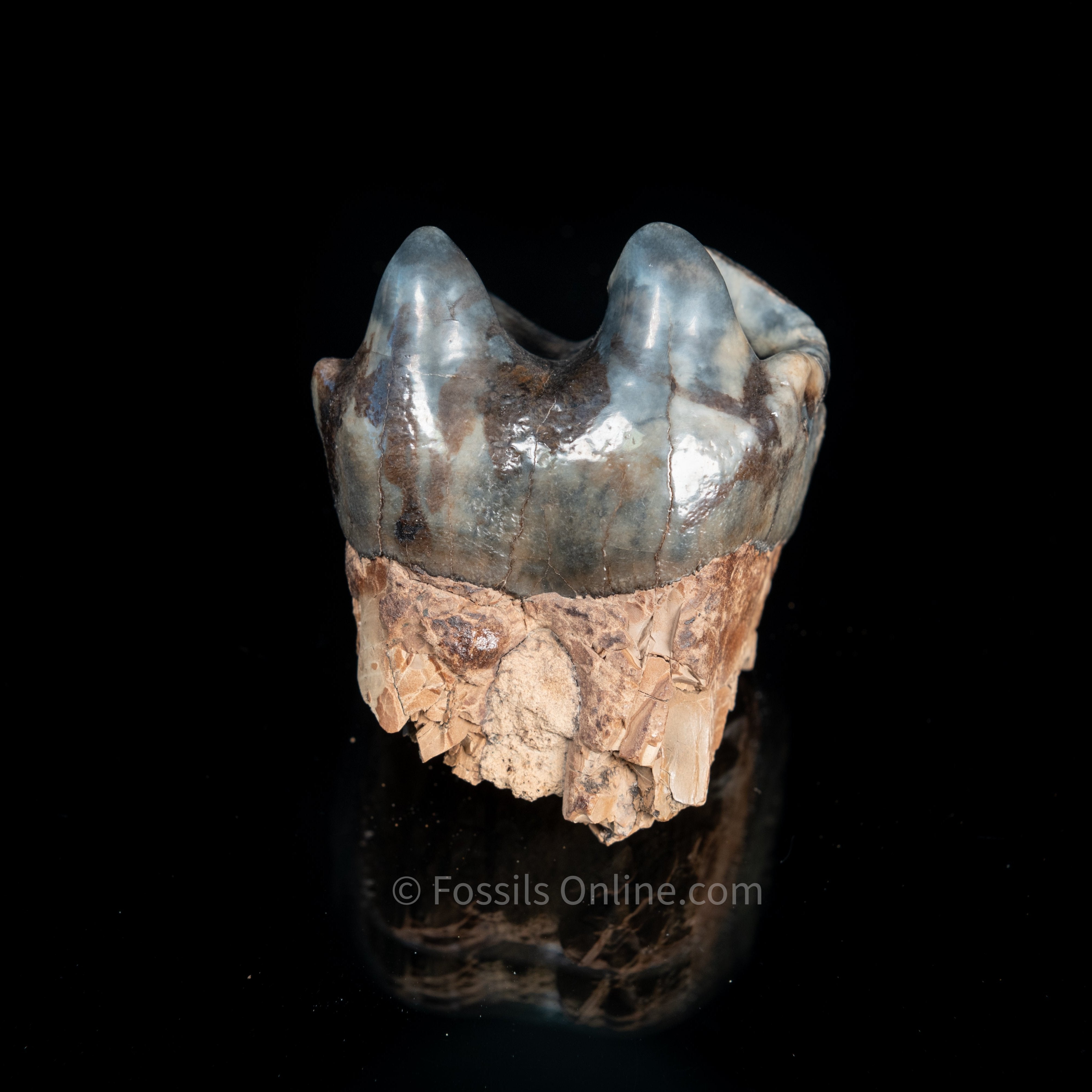 Rare Deinotherium Tooth